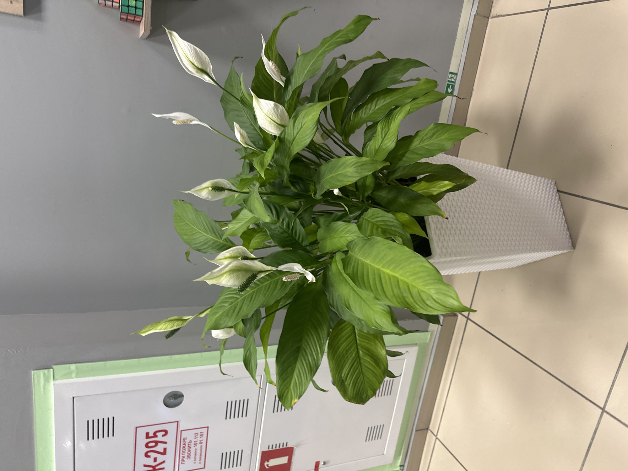 A close-up, eye-level shot captures a lush, potted peace lily plant with vibrant green leaves and white spathes, situated indoors. The plant is housed in a textured white planter. Behind the plant, a light gray wall serves as the backdrop. To the left of the plant, a white cabinet with a red label displaying "K-295" and Russian text is visible. The floor is tiled with light beige squares and dark gray grout lines. In the upper right corner, a wooden shelf holds a stack of colorful Rubik's cubes. The scene appears to be an indoor setting, possibly an office or public space in Artyom, Russia, given the Cyrillic lettering on the cabinet.