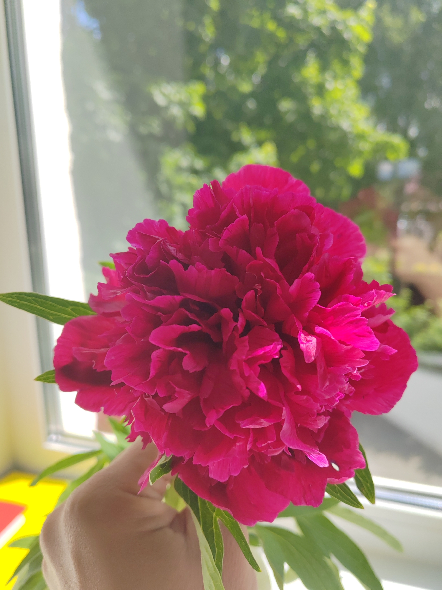 A vibrant pink peony flower is held in front of a window, likely inside a building, in Unknown, Unknown. The flower is in full bloom, displaying numerous ruffled petals. A hand is holding the flower's stem, and green leaves are visible around the bloom. The window is partially obscured by the flower, but a blurred outdoor scene can be seen through the glass, with green foliage suggesting trees and possibly other buildings in the distance. The window frame is visible on the left side. A yellow object is partially visible near the lower left corner of the image.