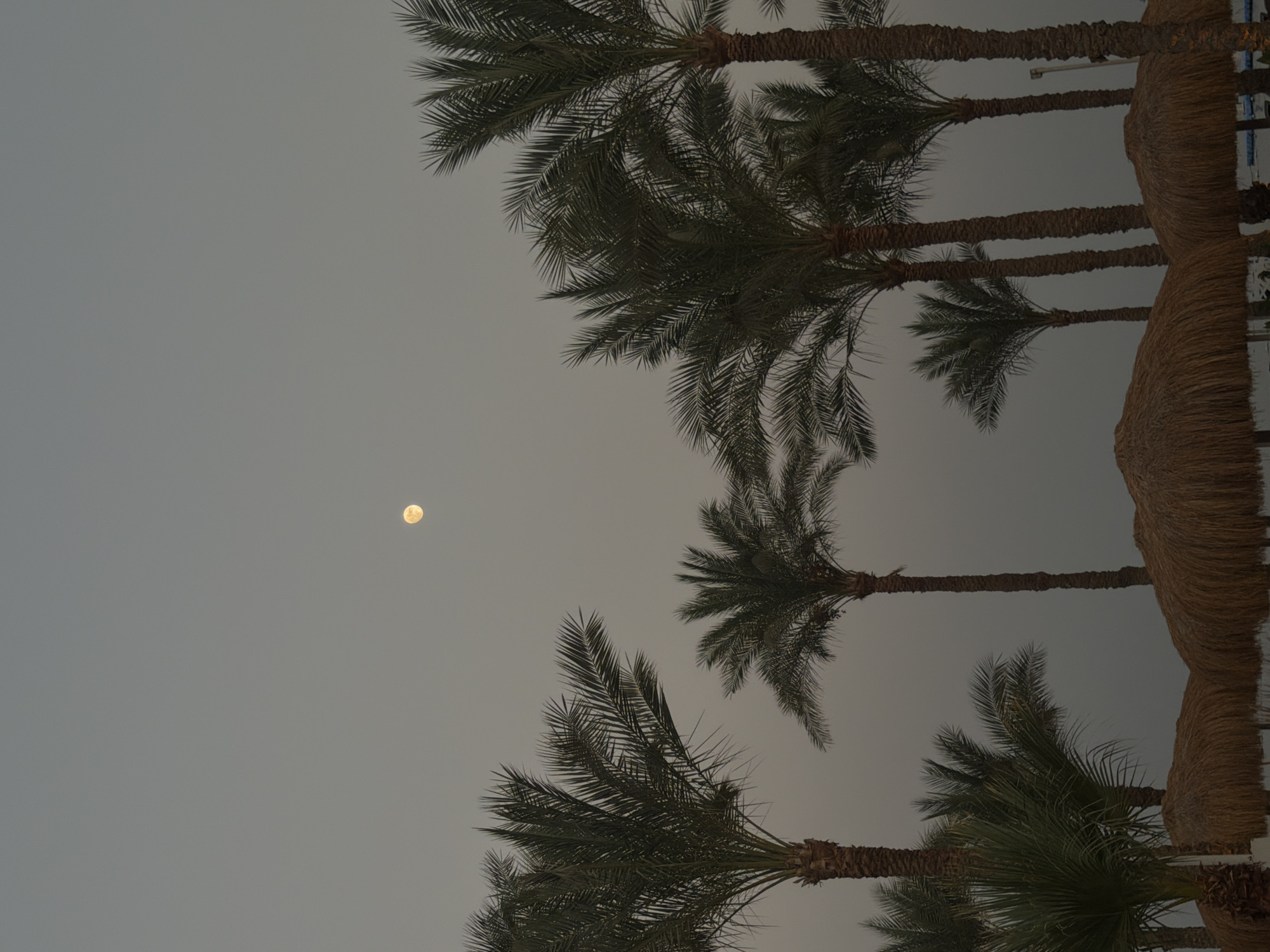 A full moon is visible in the hazy, gray sky above a row of palm trees and thatched-roof umbrellas on a beach in Sharm El Sheikh, Egypt. The scene appears to be at dusk or during twilight. Several tall palm trees with dense fronds dominate the foreground, silhouetted against the pale sky. Below the palm trees, three thatched-roof umbrellas are visible, suggesting a resort or beachside relaxation area. The water is not clearly visible, but the overall impression is a tranquil evening scene.