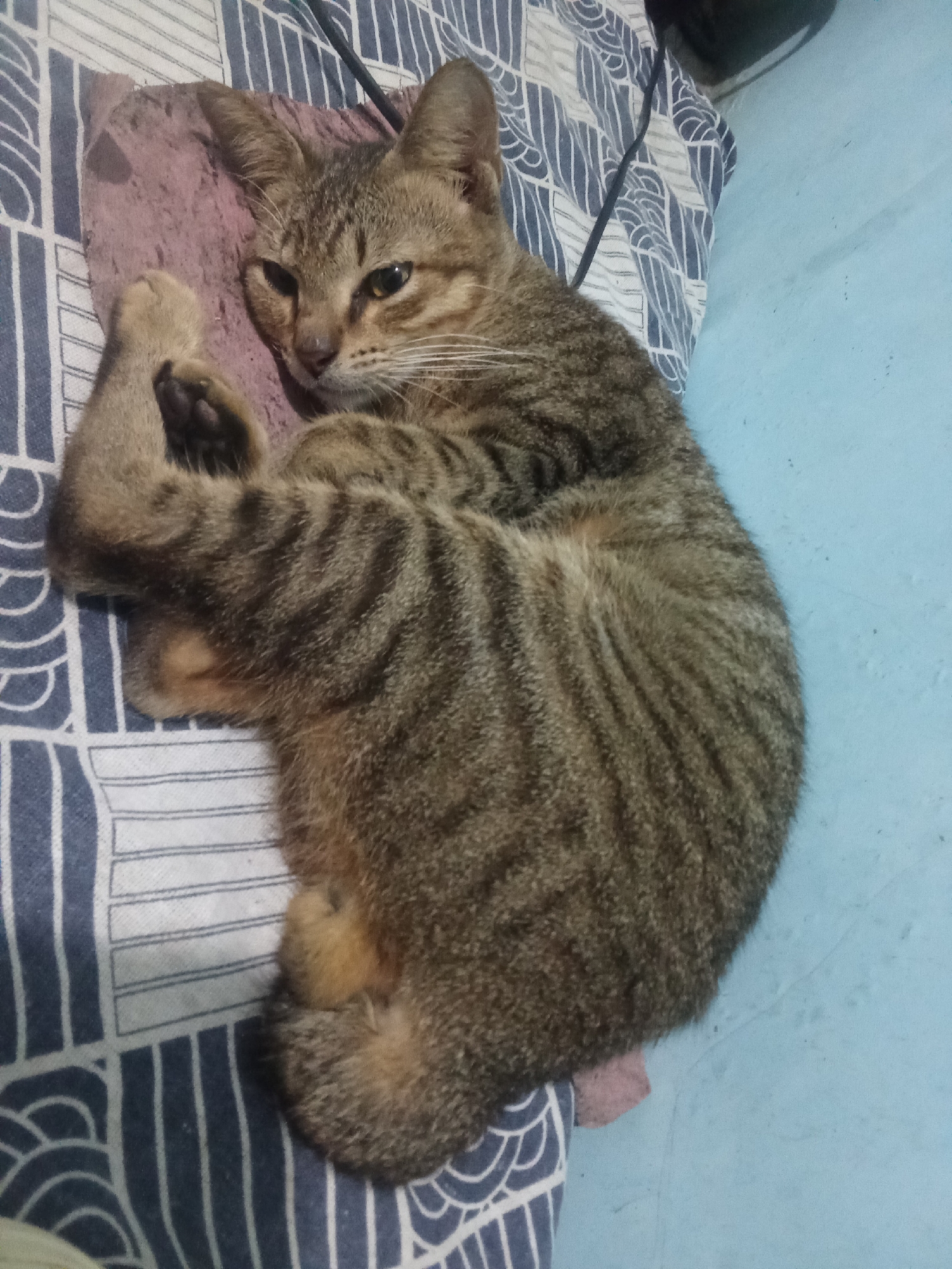 A tabby cat lies curled on a blue and white patterned blanket. The cat's eyes are partially closed, and its body is relaxed. The blanket is on a light blue surface, possibly a floor or bed. There are no people visible in the image. The scene appears to be indoors, likely in a residential setting. The city of Cempaka, Indonesia is not depicted in the image.