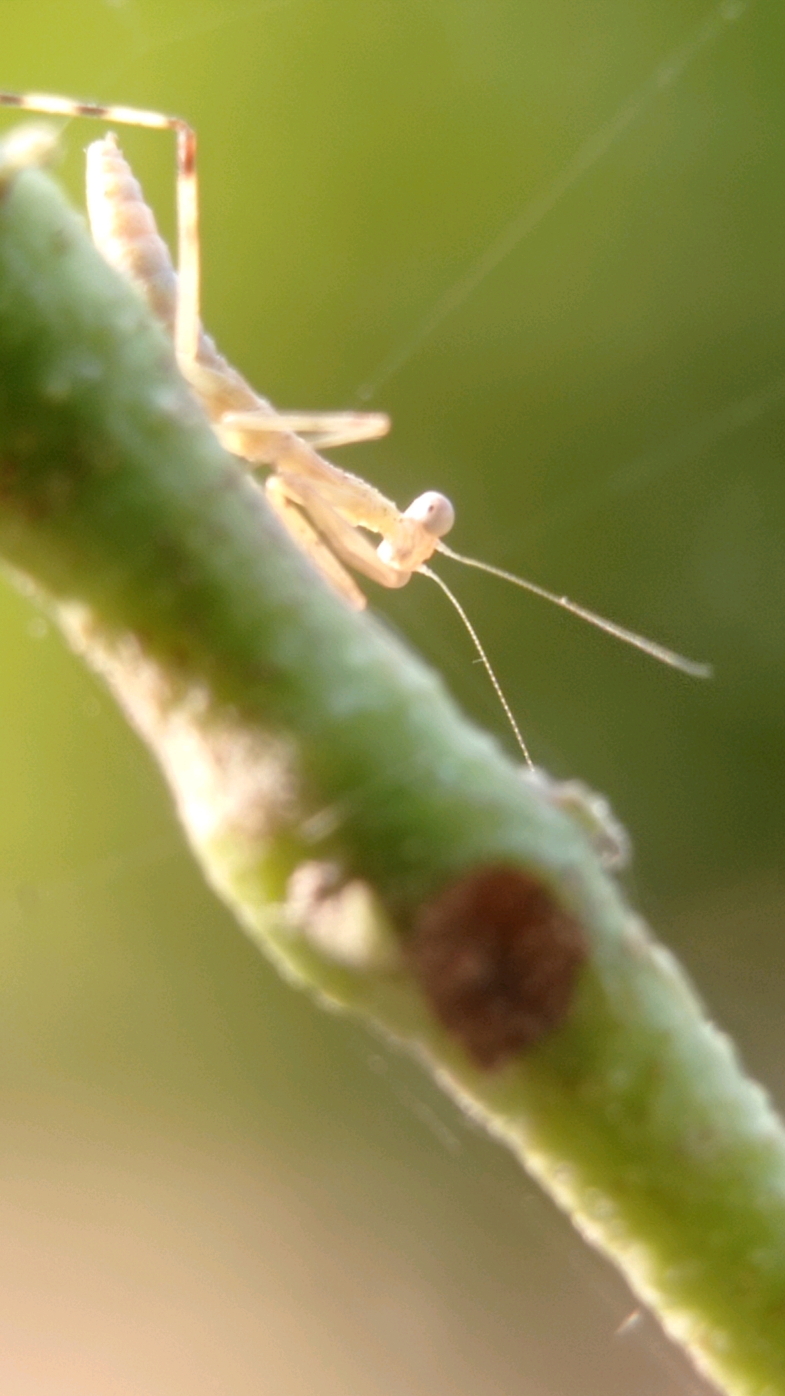 A close-up, macro photograph captures a juvenile praying mantis clinging to a green, fuzzy stem. The mantis, light brown and translucent, is positioned diagonally across the frame, with its head facing the right. Its delicate antennae extend forward, and its large, compound eyes are visible. One of its forelegs is extended, gripping the stem. The stem itself is textured with small hairs and two distinct, reddish-brown spots. The background is a soft, blurred green, suggesting foliage, and a faint, white strand, possibly a spider web, is visible in the upper right portion of the image. The lighting is soft, creating a gentle glow. No specific location in Bedali, Indonesia is discernible from the image itself.