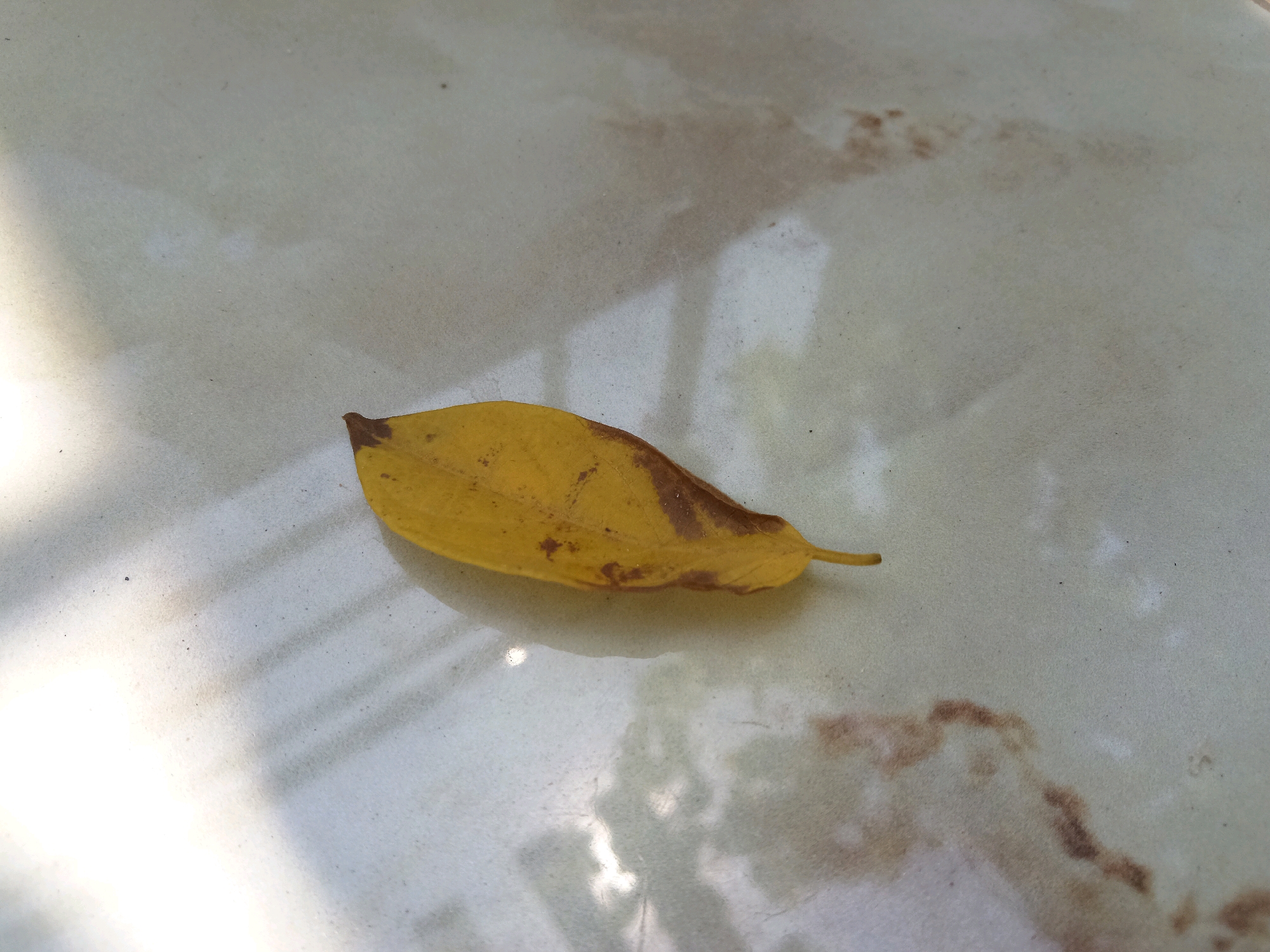 A single, dry, yellow leaf with brown spots lies on a light-colored, speckled tile surface. The leaf is oriented diagonally, with its stem pointing towards the right. Shadows of what appear to be horizontal bars are cast across the surface, suggesting the presence of an outdoor or partially shaded area. The background is mostly out of focus, with some brown staining visible on the tiles. No people or specific landmarks are identifiable in the image. The location in Gitaramuka, Burundi is not discernable from the visual information provided.