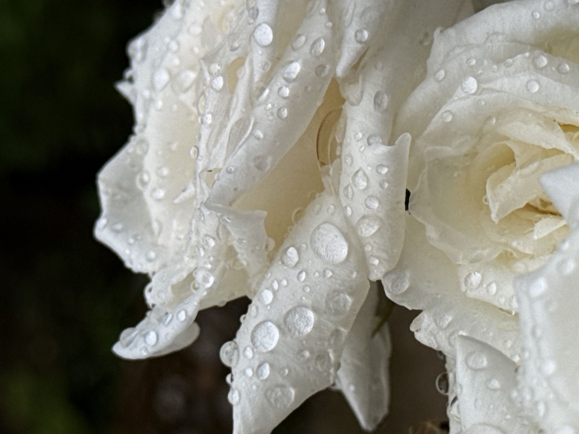 A close-up, vertical, macro photograph captures the delicate details of white rose petals adorned with numerous water droplets. The petals are layered and soft, with some appearing slightly translucent due to the moisture. The water droplets vary in size and shape, creating reflective points across the surface of the petals. The background is a dark, blurred green and brown, suggesting foliage and earth, creating a shallow depth of field that emphasizes the texture and form of the rose. The lighting is soft, highlighting the dew drops and the subtle gradients of white in the petals. This image does not depict any specific location in Slavyani, Bulgaria, nor does it contain any people or actions. It is a still-life portrait of a flower.