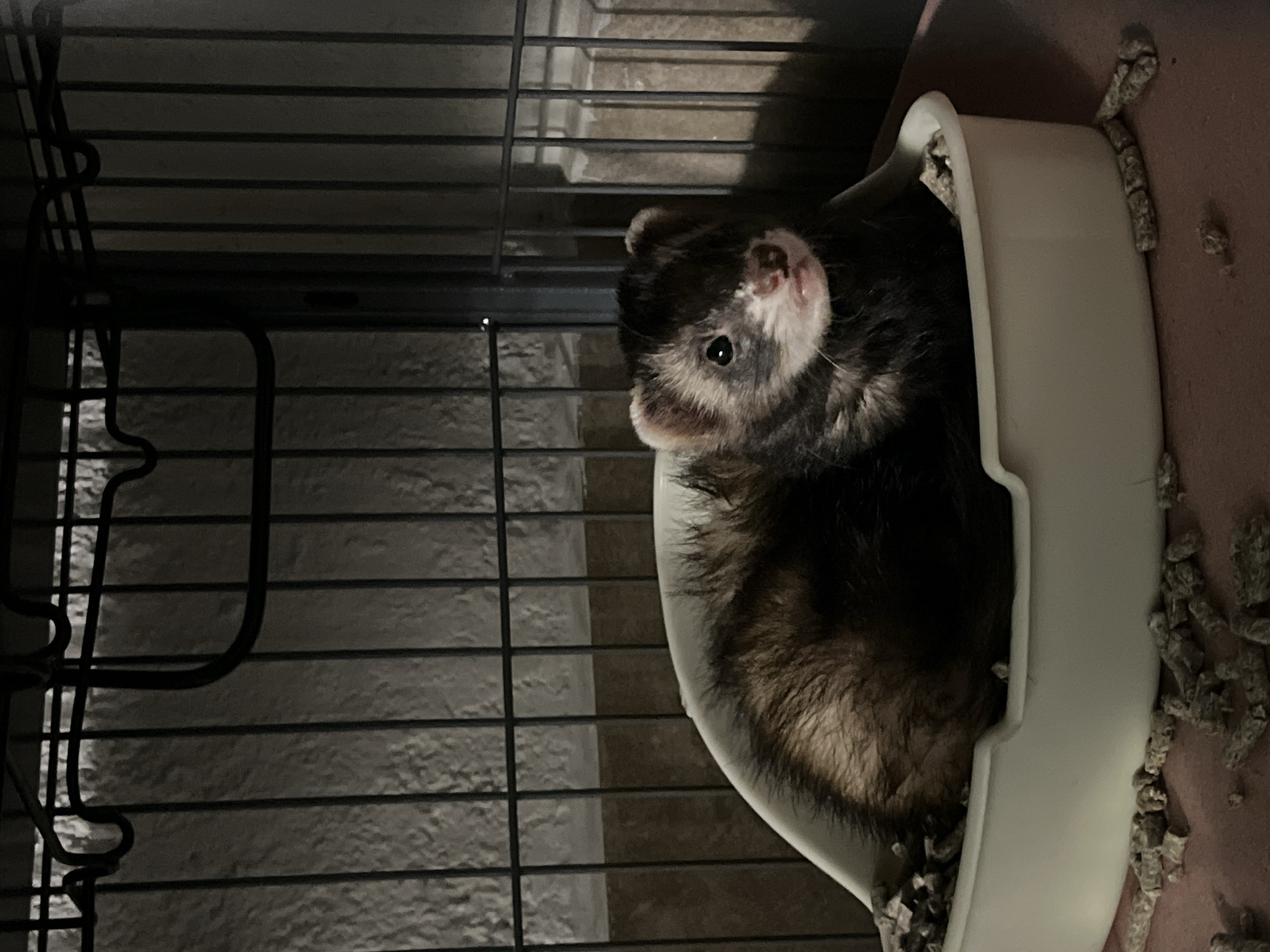 A ferret is in a white plastic litter box inside a wire cage. The cage is in front of a pale patterned wall. The floor has litter scattered around the base of the litter box.