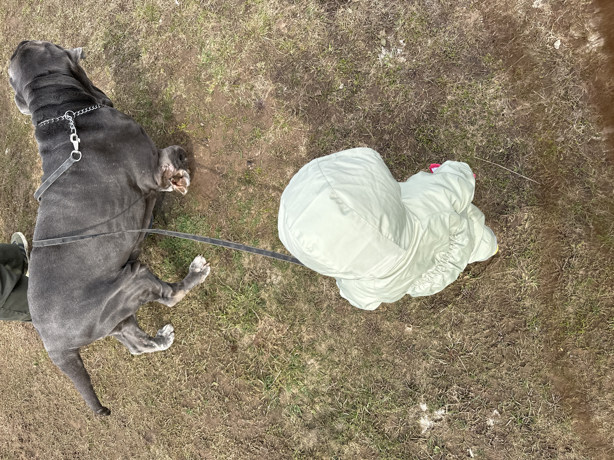 The image depicts a gray, short-haired Cane Corso dog lying on patchy grass and dirt in an outdoor environment. A person wearing a light green hooded jacket is attached to the dog via a leash. The person is standing next to the dog. The scene is shot from an overhead perspective. The environment consists of dry grass mixed with bare earth patches. A small portion of a person's leg and shoe can be seen to the left of the dog. No specific details indicate the location is Ludorvay, Russia.
