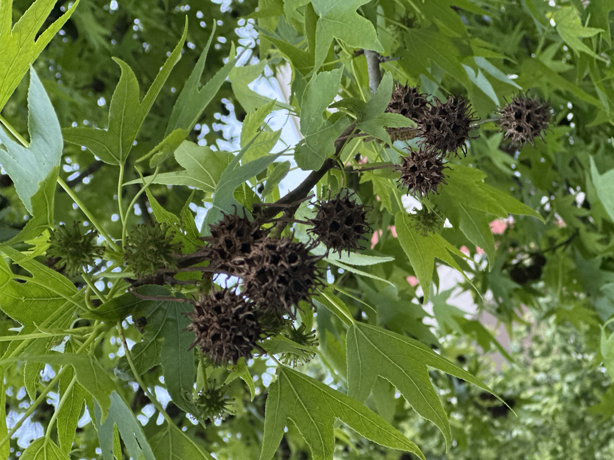 A close-up, upward-angle shot captures a branch of a Sweetgum tree (Liquidambar styraciflua) in the City of Zagreb, Croatia. The branch is laden with vibrant green, deeply lobed leaves, characteristic of the species, resembling star-shaped hands. Prominently featured are numerous spherical, spiky seed pods. Several of these pods are dark brown and dried, appearing to be from a past season, while a few smaller, lighter green, developing pods or flowers indicate the current growth. The background is softly blurred, showing more green foliage and bright patches of what appears to be a clear sky or dappled sunlight filtering through the canopy. The lighting suggests it is daytime, likely during spring or early summer, given the fresh appearance of the leaves and the presence of both old and new seed structures. No human activity or visible text is present.