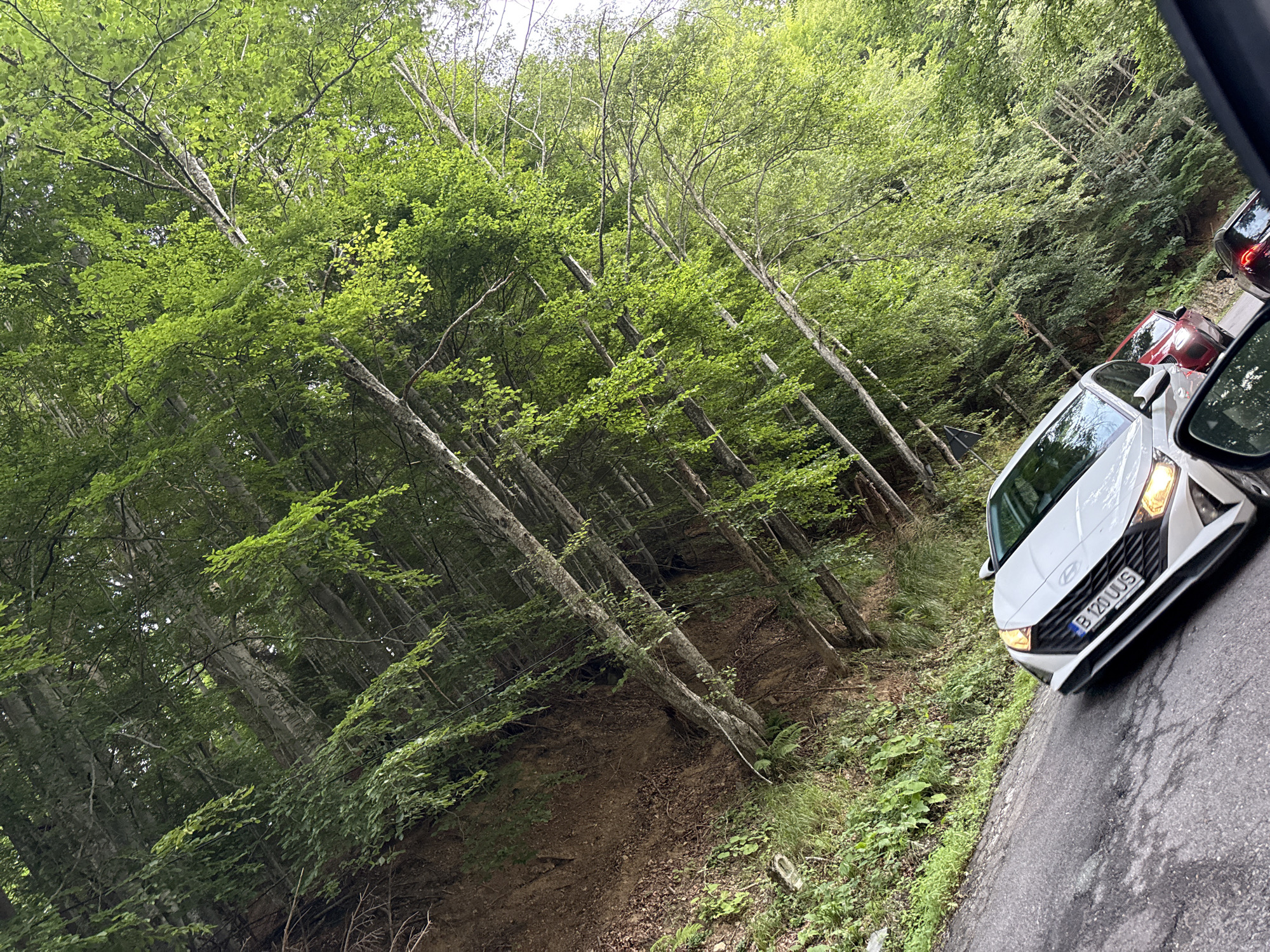 In the city of Arefu, Romania, a white Hyundai car is parked on the right side of a narrow, asphalt road that winds through a dense forest. The trees, with their light-colored bark and lush green foliage, are angled towards the right of the frame, creating a sense of depth and immersion in the natural landscape. The sky above is overcast, casting a diffused light that illuminates the scene. The car's license plate, B 120 UJS, is visible, indicating it is registered in Romania. A red car is visible behind the Hyundai, suggesting that the road may be experiencing traffic or is a popular route for travelers. The environment is predominantly natural, with the forest dominating the background and the road serving as a point of human intervention.