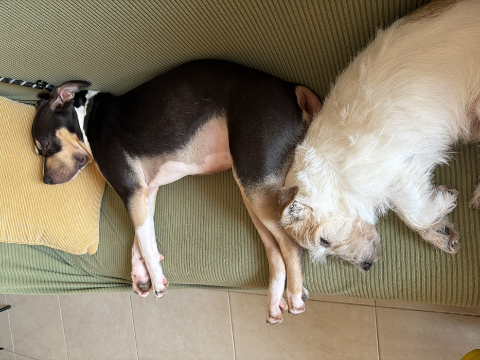 The image displays an indoor residential scene in an unspecified location within Tel Aviv-Yafo, Israel. Two dogs are resting on an olive-green couch with a ribbed texture.
The upper dog is a medium-sized canine with short, dark brown/black fur, tan markings on its muzzle and legs, and white markings on its chest and paws. It is lying on its left side, facing left, with its eyes closed, appearing asleep. Its head rests on a yellow ribbed pillow positioned at the end of the couch. A white collar is visible on its neck, with a black and white striped leash attached, extending out of the frame upwards.
The lower dog is a smaller, cream-colored, shaggy or wire-haired canine, lying on its right side, also facing left with its eyes closed, appearing asleep. It is positioned beneath the upper dog's hindquarters and lower back area.
The couch itself runs parallel to a light-colored tiled floor visible on the left side of the frame. The lighting suggests an interior daytime setting.