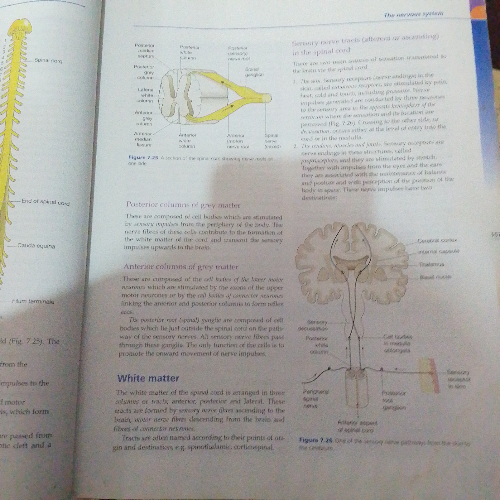The image is a page from a textbook discussing the nervous system, specifically the spinal cord and sensory nerve tracts. It contains several illustrations and explanatory text.
One illustration shows a cross-section of the spinal cord, labeling various parts like the posterior white column, posterior grey column, lateral white column, anterior median fissure, and anterior white column. It also depicts sensory nerve roots, spinal ganglia, and mixed spinal nerves. Another diagram illustrates the pathway of sensory impulses from the skin to the brain, showing structures like the cerebral cortex, internal capsule, thalamus, and basal nuclei, as well as sensory decussation and cell bodies in the medulla.
The accompanying text describes sensory nerve tracts, the sources of sensation transmitted to the brain via the spinal cord, and the composition and function of posterior and anterior columns of grey matter. It also explains the role of the posterior root ganglia and discusses white matter, its arrangement, and how nerve tracts are named.
There is no information in the image that relates to the city of Jalingo, Nigeria, or any discernible elements of a crime scene.
