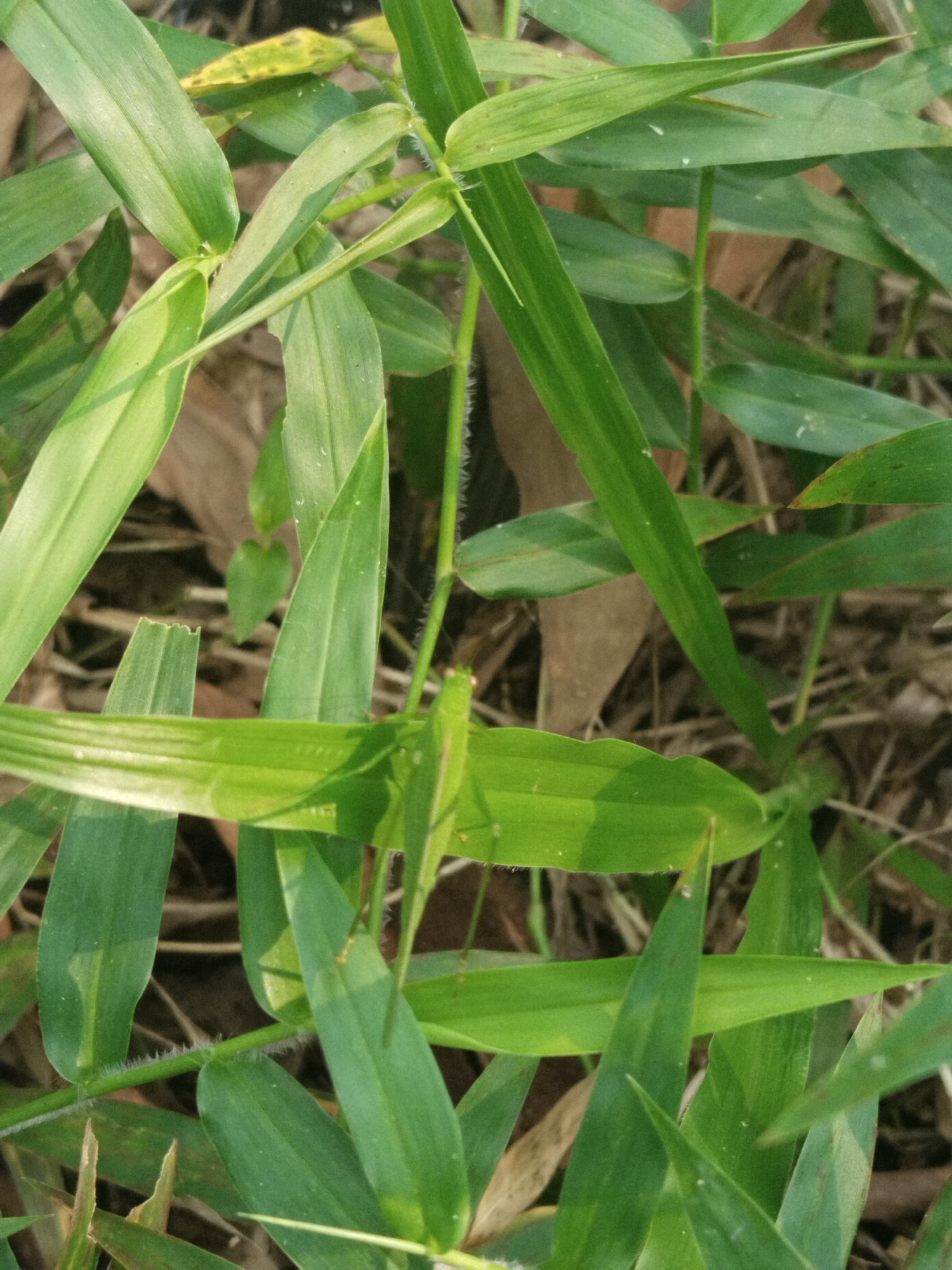 The image shows a close-up view of green grass or grassy plants, possibly in a natural setting. The leaves are blade-like and arranged densely. A green grasshopper is resting on one of the leaves, camouflaged within the foliage. The background consists of soil and possibly other plant debris. The location details of Unknown, Unknown are not relevant to the content of the image.