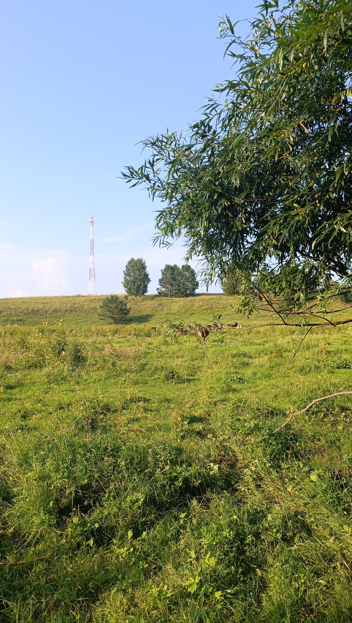 The image depicts a rural landscape with a gently sloping hill under a clear blue sky. In the distance, a tall, red and white radio tower stands on the crest of the hill. Several trees are scattered across the hillside, with a cluster of three larger trees towards the top and a single, smaller pine tree further down. The foreground is a grassy field, vibrant green and dotted with wildflowers. In the middle ground, a group of animals, possibly cows, are grazing amongst the tall grass. A large tree branch, with long, thin leaves, hangs into the frame from the right side of the image, obscuring a portion of the scene. The overall impression is of a peaceful, sunlit rural setting.