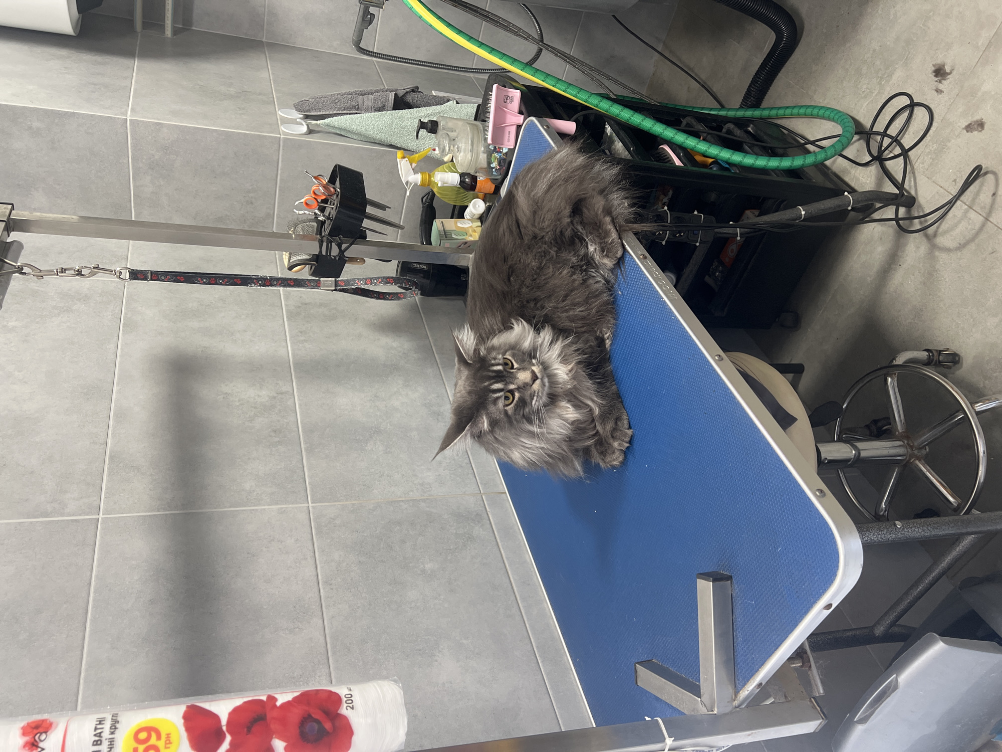 A grey Maine Coon cat lies on a blue grooming table. The cat has long, shaggy fur and large tufted ears. The cat appears relaxed, with its head resting on the table and its body stretched out. The grooming table is in a room with tiled walls and floor. There are various grooming tools visible on and around the table, including brushes, scissors, and a leash. A roll of paper towels with a poppy design is visible in the foreground. A green hose and black cables are also present in the background, suggesting the presence of grooming equipment like a dryer or vacuum. The overall impression is of a professional grooming environment. There is no indication of the time of day or weather. The location is identified as Ternopil, Ukraine.