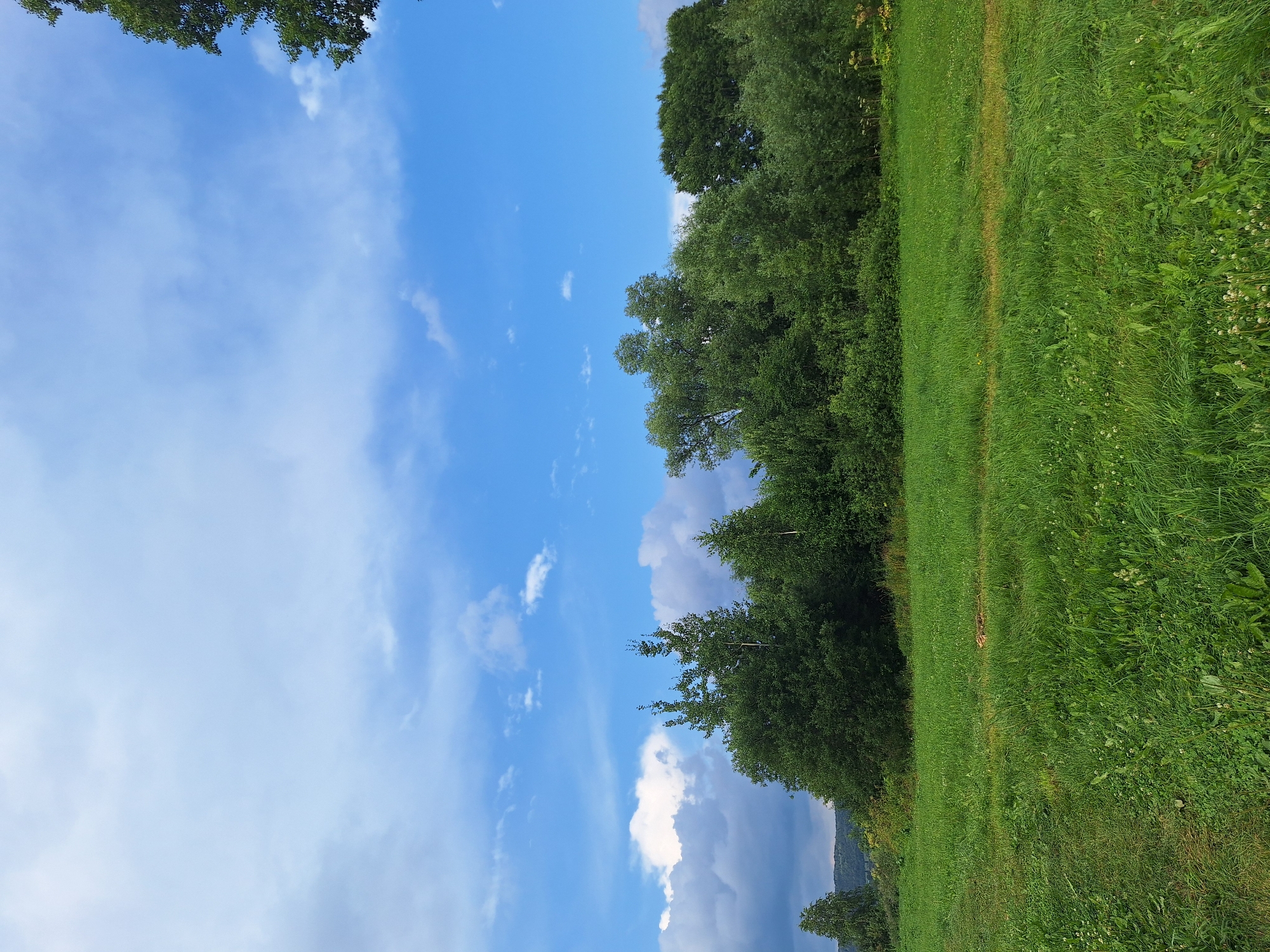 The image depicts a pastoral scene with a lush green meadow in the foreground and a dense line of trees forming the middle ground. The sky above is a vibrant blue, dotted with scattered white clouds, and darker, more voluminous clouds towards the left horizon, suggesting the possibility of rain. The trees vary in height and density, with some appearing more conical and others broader and fuller. The grass in the meadow is long and appears to have been recently mown in some areas, creating a textural contrast. A small patch of dried grass or vegetation is visible in the middle of the meadow. The background shows a gentle slope of hills covered in more vegetation. The overall impression is one of a natural, undeveloped landscape, consistent with the rural outskirts of a location like Atamanovka, Russia. There are no people, animals, or man-made structures visible in the frame, emphasizing the wild, untamed nature of the environment.