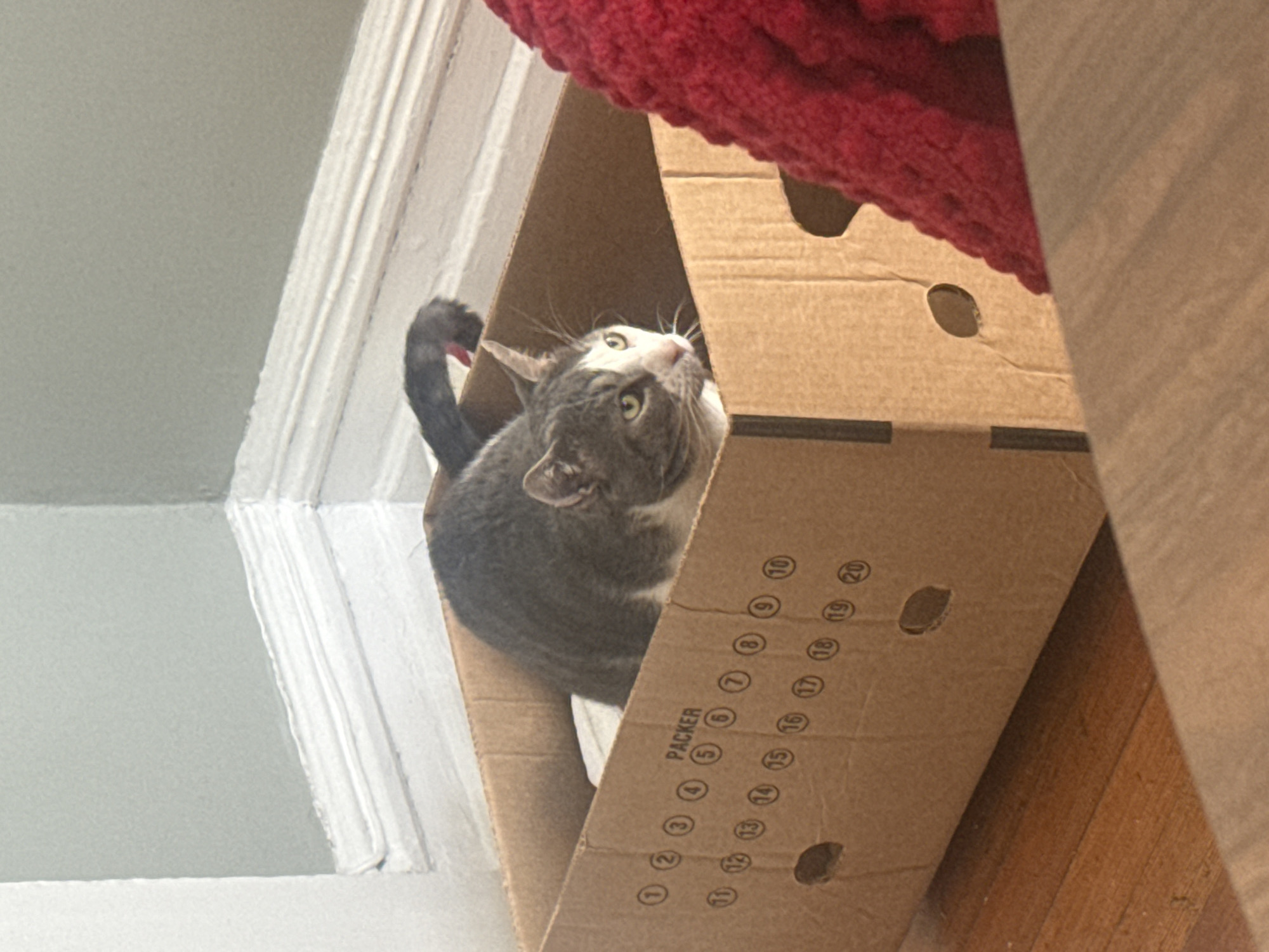 A gray tabby cat is sitting inside a cardboard box cat house. The cat's body is mostly inside the box, with its head and tail visible. The box has a "PACKER" label and a series of numbered circles from 1 to 20. The box is positioned near a wall and ceiling, which are painted in a light color. A red, textured object is visible above the box, possibly part of a cat tree. The photograph appears to have been taken from a low angle, looking up at the cat. The location is City of New Rochelle, United States of America.