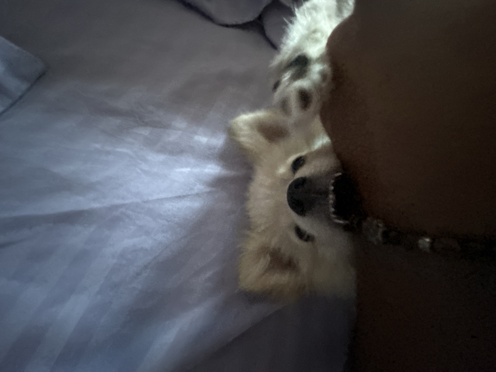 A small, fluffy, light-colored dog with its mouth open, showing sharp teeth, is partially hidden under a wrinkled blue sheet or blanket, resting on a person's arm or leg. The dog's nose is visible, and its ears are pointed upwards. Some of the dog's fur is dark-colored. The scene appears to be indoors, possibly a bedroom, with the person's skin in the foreground being dark-skinned. There are no identifiable landmarks or details suggesting a specific location in Tankovo, Bulgaria. The image is close-up and somewhat blurry, focusing on the dog and the immediate surroundings.