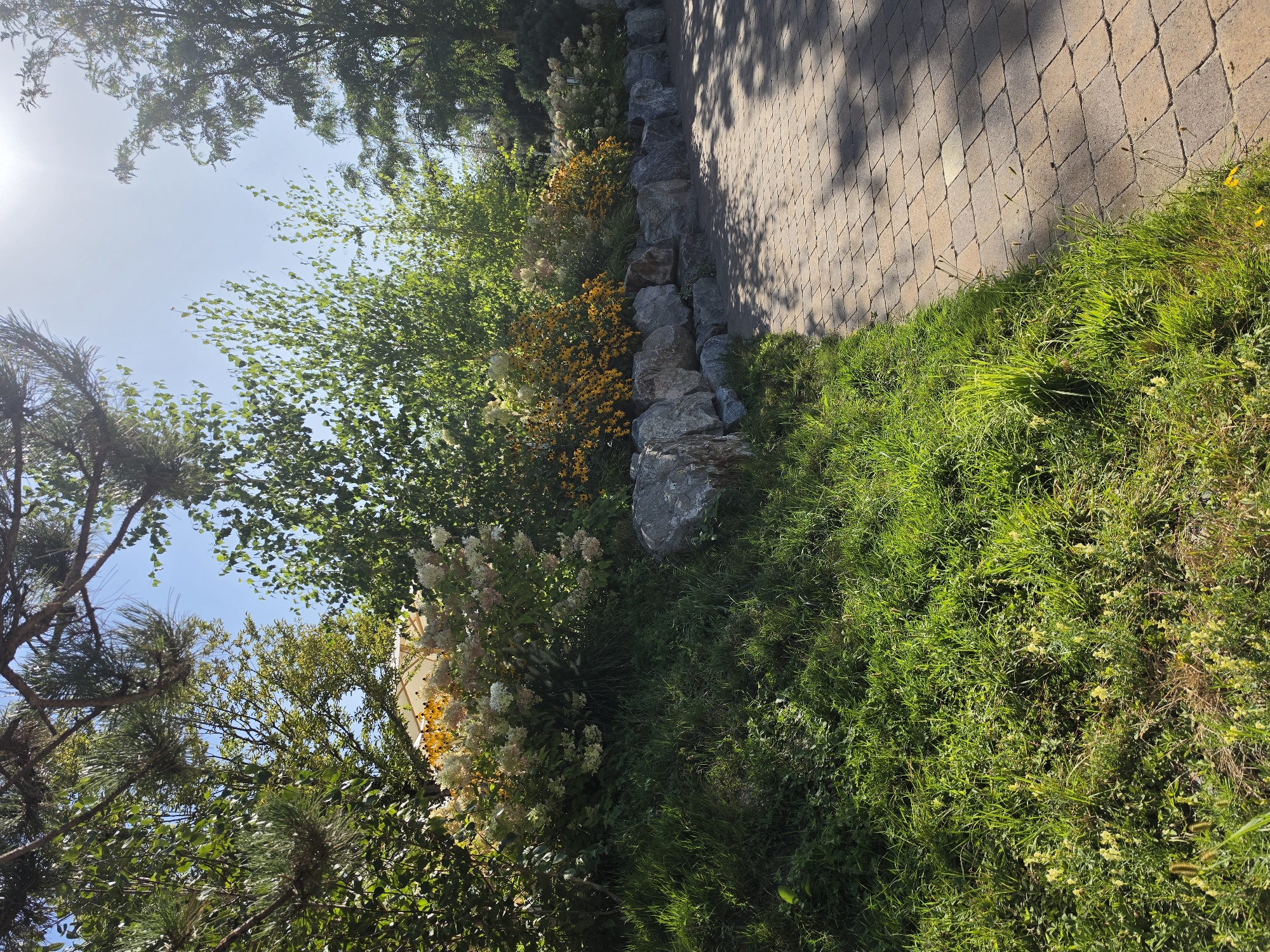The image depicts a sun-drenched outdoor scene, likely a garden or park area in Rust, Germany. A cobblestone pathway curves into the frame from the right, casting dappled shadows from overhead foliage. To the left of the pathway, a grassy slope is covered in lush green grass, with some patches of yellow wildflowers. Behind the grass, a low retaining wall constructed from large, grey rocks supports a raised garden bed. This garden bed is filled with various flowering plants, including bushes with clusters of white and pink blossoms and lower-growing plants with bright yellow flowers. Trees with green leaves form a canopy above the garden, with sunlight streaming through them. The sky is a clear, pale blue, with the sun visible in the upper right corner. There are no people or animals present in the image. The overall impression is one of a well-maintained and picturesque outdoor space.