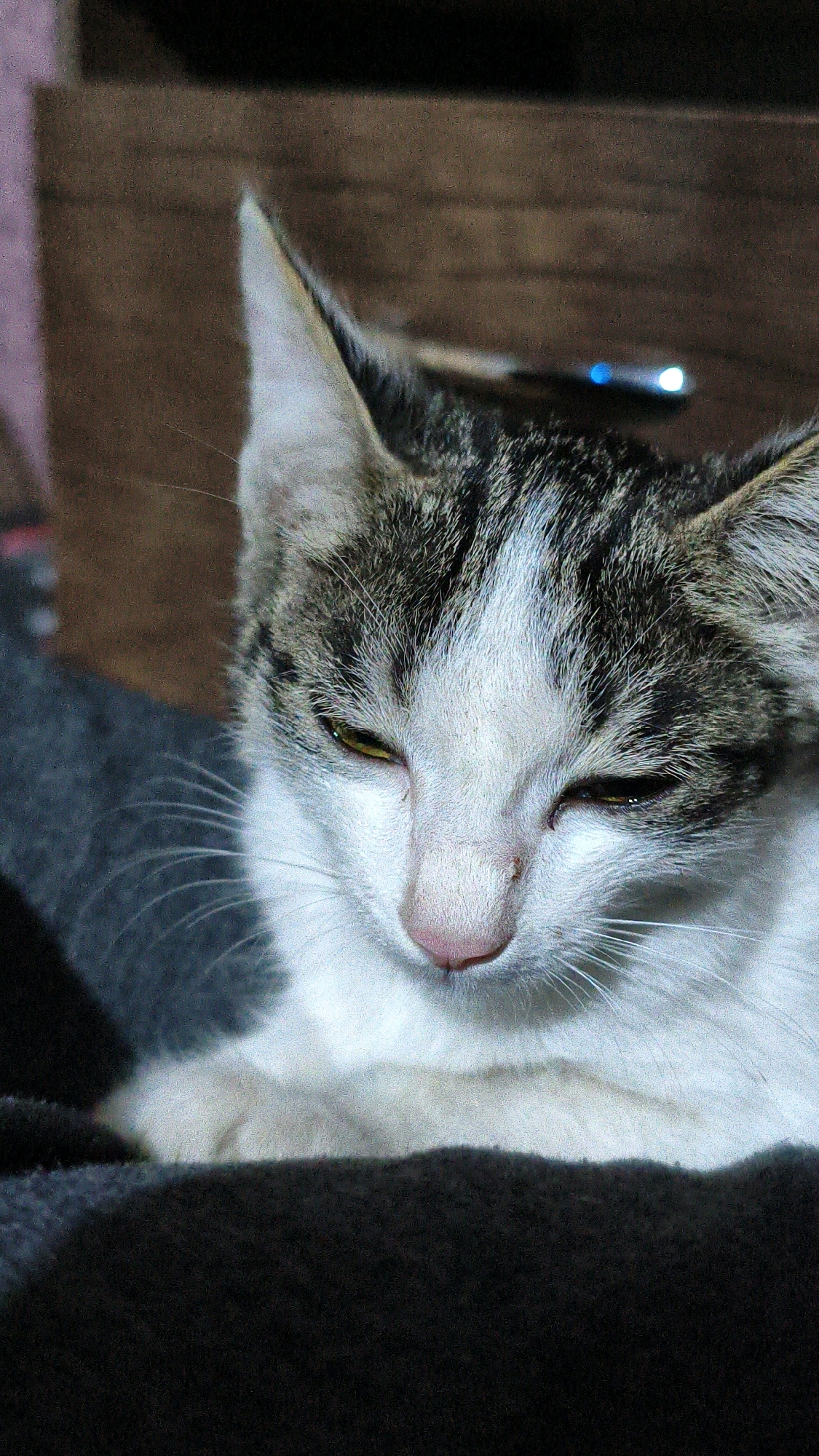 A close-up, vertically oriented, indoor photograph shows a young tabby and white cat with its eyes partially closed, looking downwards. The cat's head and upper chest are visible. The cat has grey and black tabby markings on its head and back, with a white blaze running down its forehead and chest. Its nose is pink, and its eyes appear to be a yellowish-green hue. The cat is resting on a dark, textured surface, likely a blanket or piece of furniture. The background is blurred and appears to be a wooden surface, possibly a wall or furniture, with some indistinct lights in the upper right corner. There are no people or specific urban features visible to indicate a location within the city of Mehnatabad, Uzbekistan.