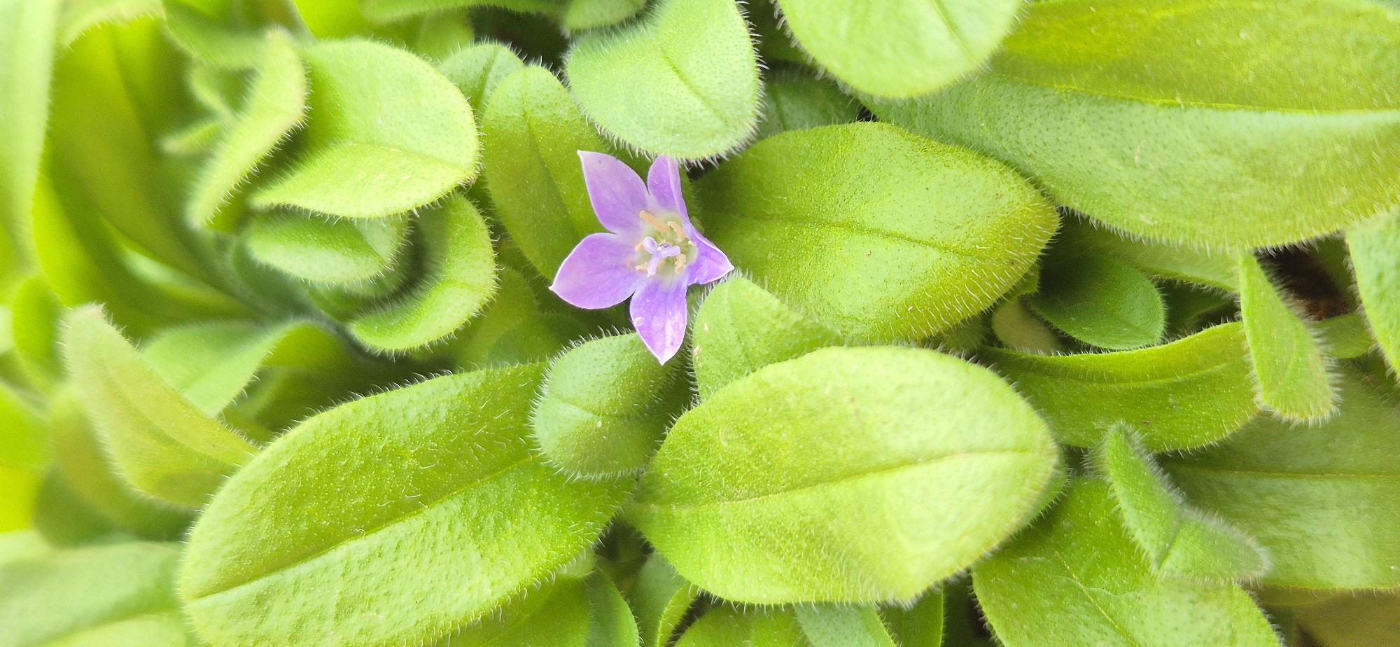 The image presents a close-up, top-down view of a small plant, dominated by vibrant green foliage and featuring a single, delicate flower. At the center of the frame, a small, five-petaled flower with a soft lavender-purple hue is visible. Its center reveals tiny yellowish-white reproductive structures.
The flower is densely surrounded by numerous oval to slightly elongated leaves, all displaying a fresh, bright green color. A notable detail of these leaves is their distinct fuzzy or hairy texture, which is clearly visible along their edges and surfaces, giving them a soft, almost velvety appearance. The leaves are tightly clustered, creating a lush, verdant backdrop for the central bloom.
The lighting is bright and even, suggesting natural daylight. The focus is sharp on the flower and the immediately surrounding leaves, while the background consists of more blurred green foliage, creating a sense of depth. The image captures a serene moment in nature, highlighting the intricate details of the plant's leaves and the delicate beauty of its small flower. No specific activity is taking place, and there is no visible text. The location appears to be an outdoor setting, likely a garden or a natural environment where such a plant would thrive.