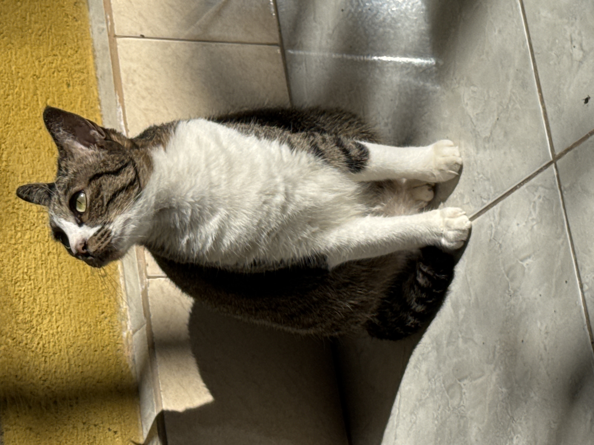 A domestic cat with tabby markings and white fur is sitting on a tiled floor in what appears to be an outdoor or semi-outdoor space. The cat is looking upwards and to the left. Behind the cat, there is a yellow textured wall and a tiled wall. Sunlight is casting shadows on the floor and wall. The scene is well-lit, suggesting it is daytime. There are no people or other animals visible in the image. The location is described as Ubud District, Indonesia.