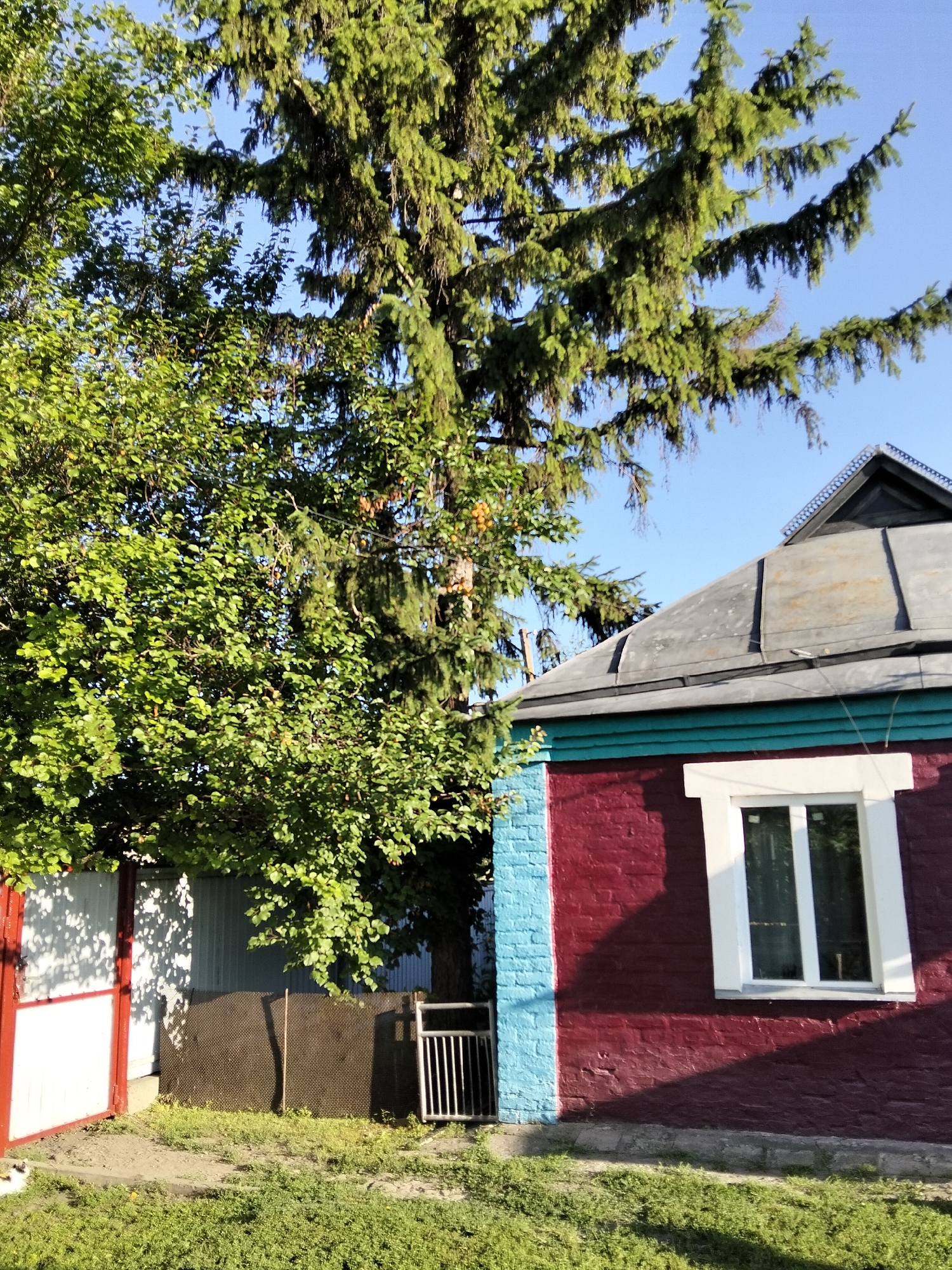 The image depicts a rural scene in Kliushnykivka, Ukraine, featuring a red brick house with a turquoise trim and a white-framed window. A large evergreen tree with dense branches partially obscures the sky and the roof of the house, which appears to be made of weathered metal. Adjacent to the house, a white gate with red trim is open, revealing a grey metal fence. The ground is covered in green grass and some dirt. The overall impression is a sunny day in a residential area.