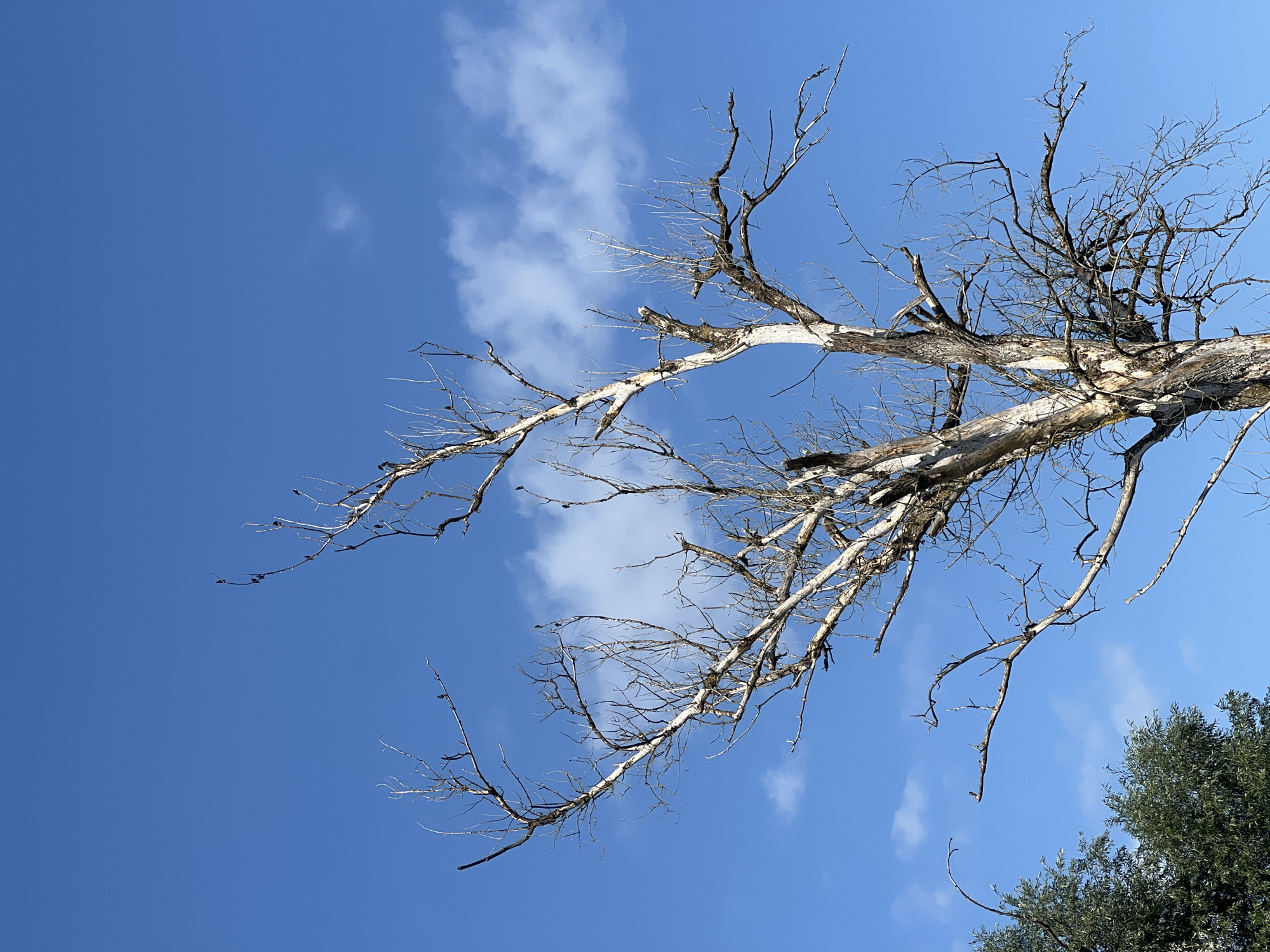 A stark, bare tree with gnarled, leafless branches dominates the center of the frame against a bright blue sky with scattered white clouds. The tree trunk is rough and weathered, showing signs of age and possibly decay. Several small dark birds are perched on the branches, scattered throughout the upper portion of the tree. To the lower left, the dark green foliage of another tree is partially visible. The image appears to be taken outdoors on a sunny day. The location is Moosburg, Germany.