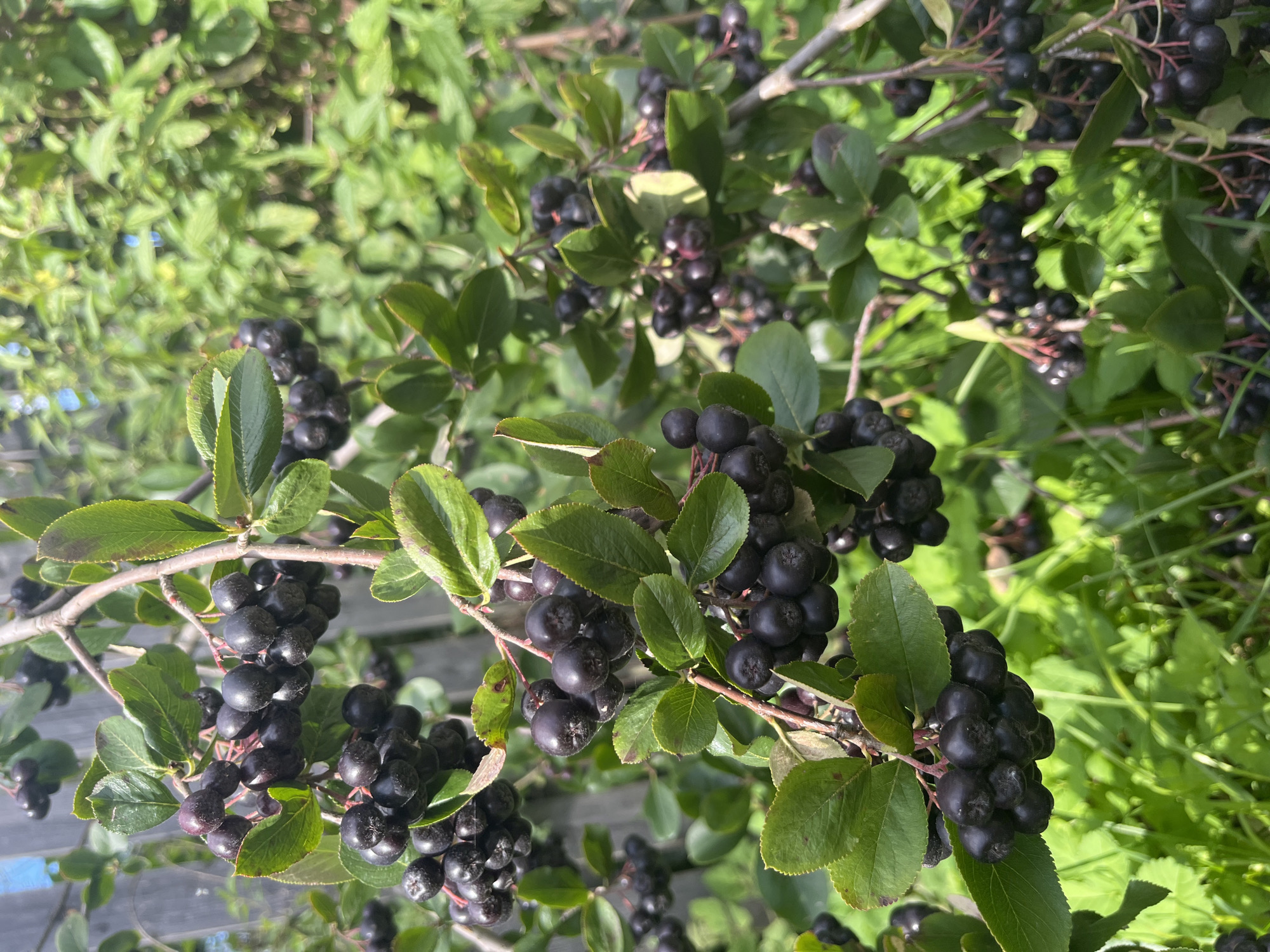The image shows a close-up of a chokecherry bush with clusters of dark purple, almost black berries. The berries are small and round, growing in dense bunches. Green leaves, some showing signs of browning on the edges, surround the fruit. The bush is situated outdoors, with a blurred background of green foliage and a hint of a wooden fence. The lighting suggests a sunny day. No people are visible in the image. The scene is devoid of urban elements, making it impossible to pinpoint its location within Pervouralsk, Russia.
