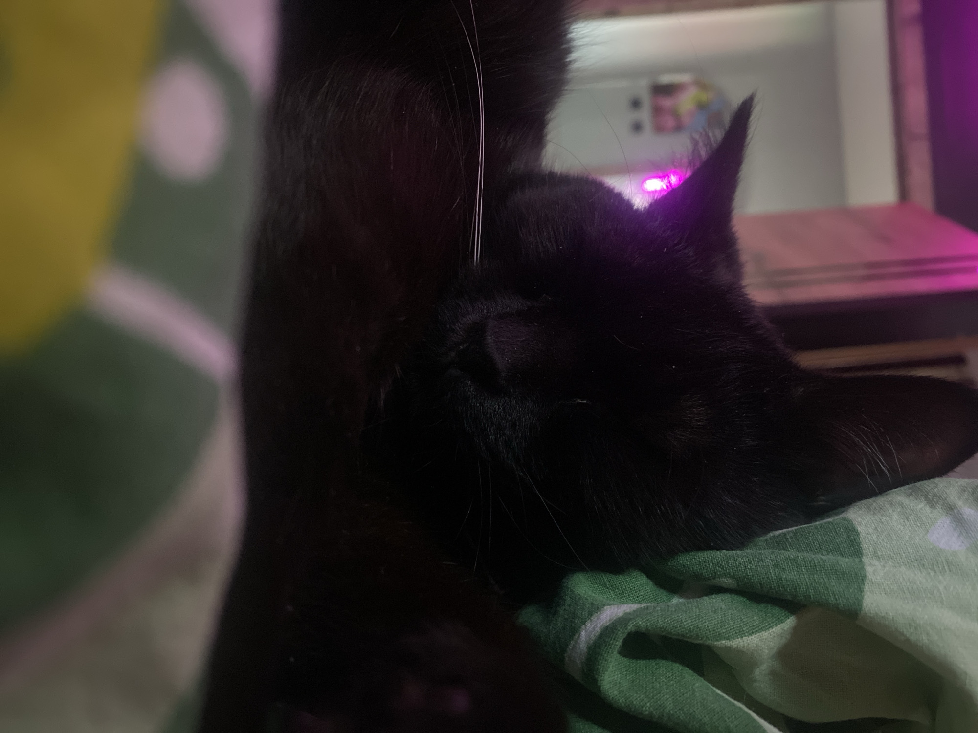 A close-up shows a black cat sleeping on a green and white checkered blanket. The cat's head rests on the blanket with its ear visible on the right and a few whiskers sticking out. A blurry background shows what appears to be a dresser or table, a mirror, and some pink lighting. There is no indication of the location being Izhevsk, Russia.