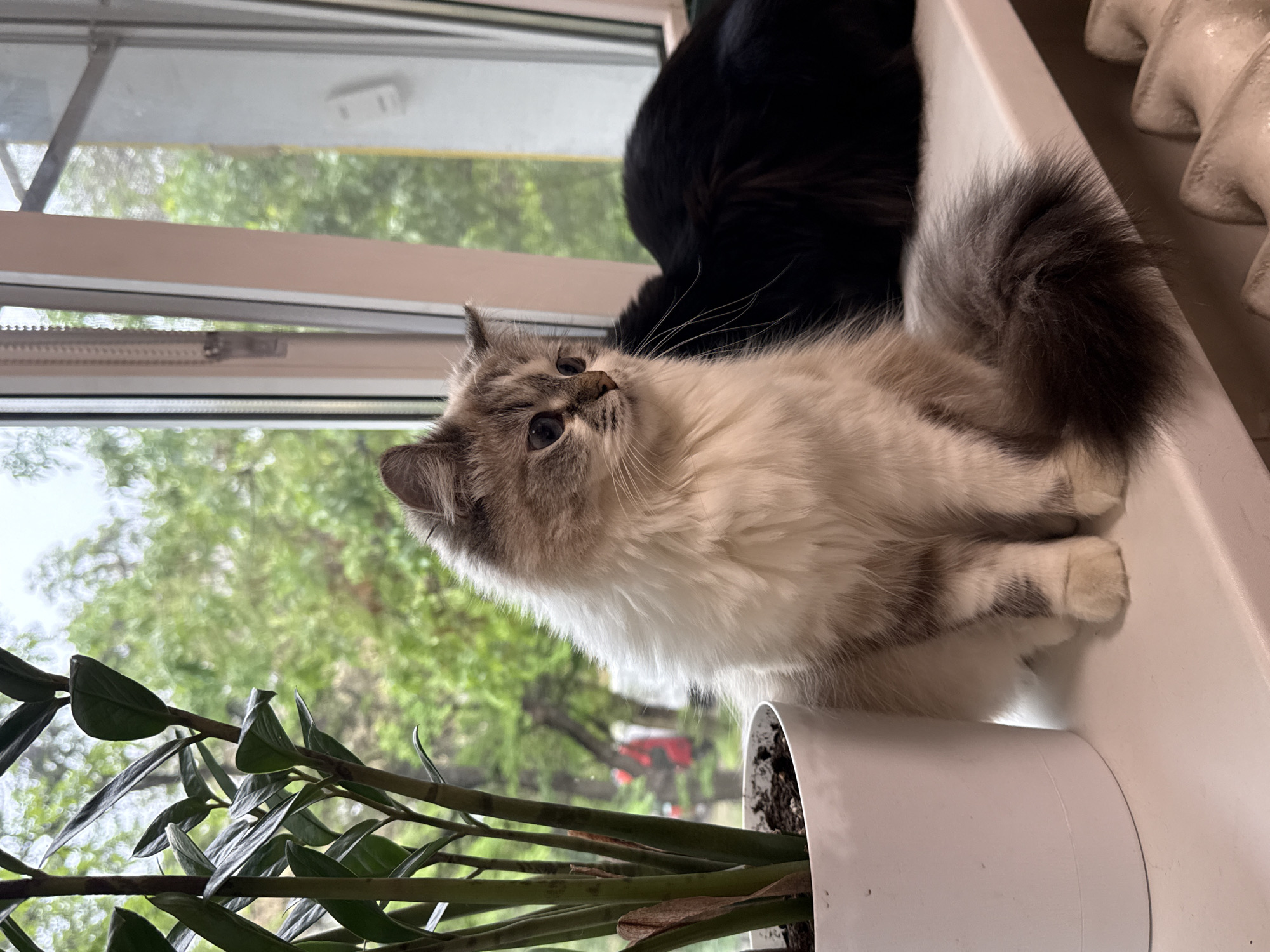 A medium shot depicts a fluffy, predominantly white cat with grey markings, positioned on a white windowsill. The cat is looking slightly upwards and to the left. A potted plant with green, elongated leaves is visible in the lower left corner. In the background, a black cat is partially visible, also on the windowsill. Outside the window, a blurred view of trees suggests a residential area. The scene appears to be indoors, with natural light illuminating the cats and plant. Rostov-on-Don, Russia is not discernable from the image provided.