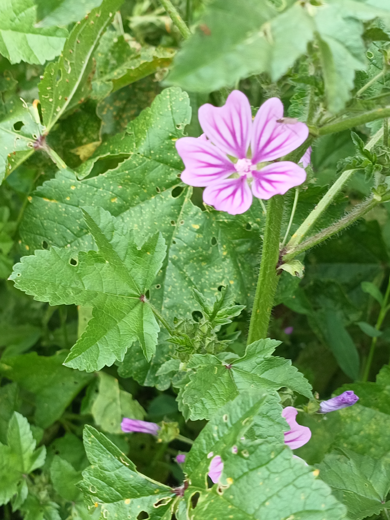 The image shows a close-up of a mauve flower with darker pink stripes on its petals, surrounded by green leaves. The leaves have a characteristic five-lobed shape and some show signs of insect damage with holes. The stem of the flower is green and appears slightly hairy. Other flower buds and blossoms are also visible in the background, among the foliage. The scene is likely outdoors in a natural setting, given the type of flora and the presence of insect damage.
