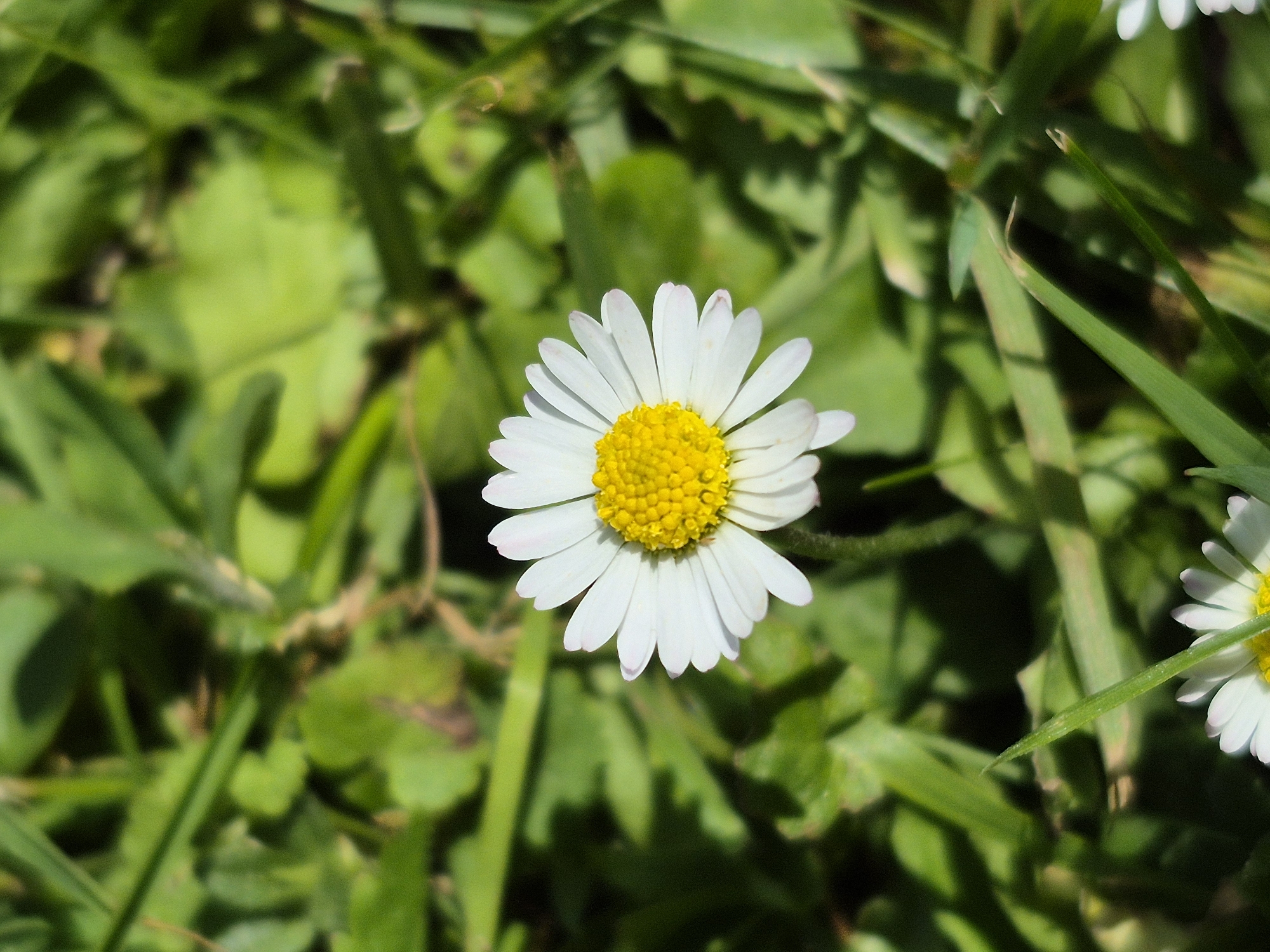 A single daisy with white petals and a yellow center is in focus against a blurred background of green grass and leaves. The daisy is positioned slightly to the left of the center of the frame and is viewed from a slightly high angle. The lighting suggests a sunny day, casting shadows on the grass. The lower portion of the image shows another daisy, also partially in focus. The scene is a close-up, natural outdoor environment, likely a garden or park.