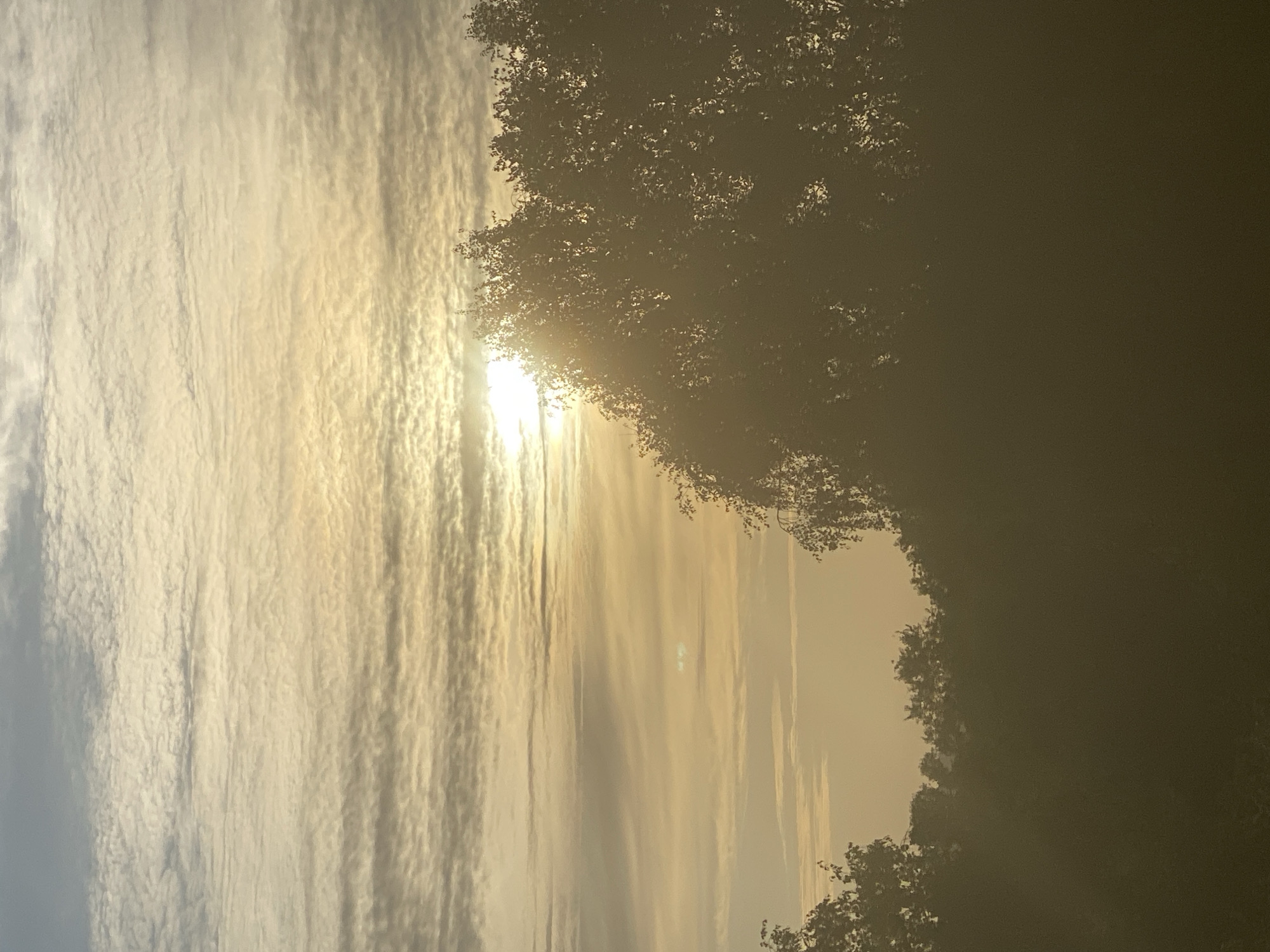 The image displays a serene outdoor scene, likely captured during sunrise or sunset due to the warm, golden light and the sun's low position. The sky, occupying the left and central portions of the frame, is largely covered by patterned clouds, possibly altocumulus or stratocumulus, which appear as rippled or banded formations. These clouds are brightly illuminated by the sun, creating shades of white, yellow, and orange.
The sun itself is visible towards the right-center, intensely bright and partially obscured by the dense foliage of trees. These trees, silhouetted in dark tones, frame the right side and bottom right of the image. Their leaves are indistinct, softened by the backlighting and what appears to be atmospheric haze or mist, which gives the scene a soft, ethereal glow. No human subjects, man-made objects, or visible text are present. The scene evokes a tranquil, natural ambiance, focusing on the interplay of light, clouds, and tree forms at dawn or dusk.