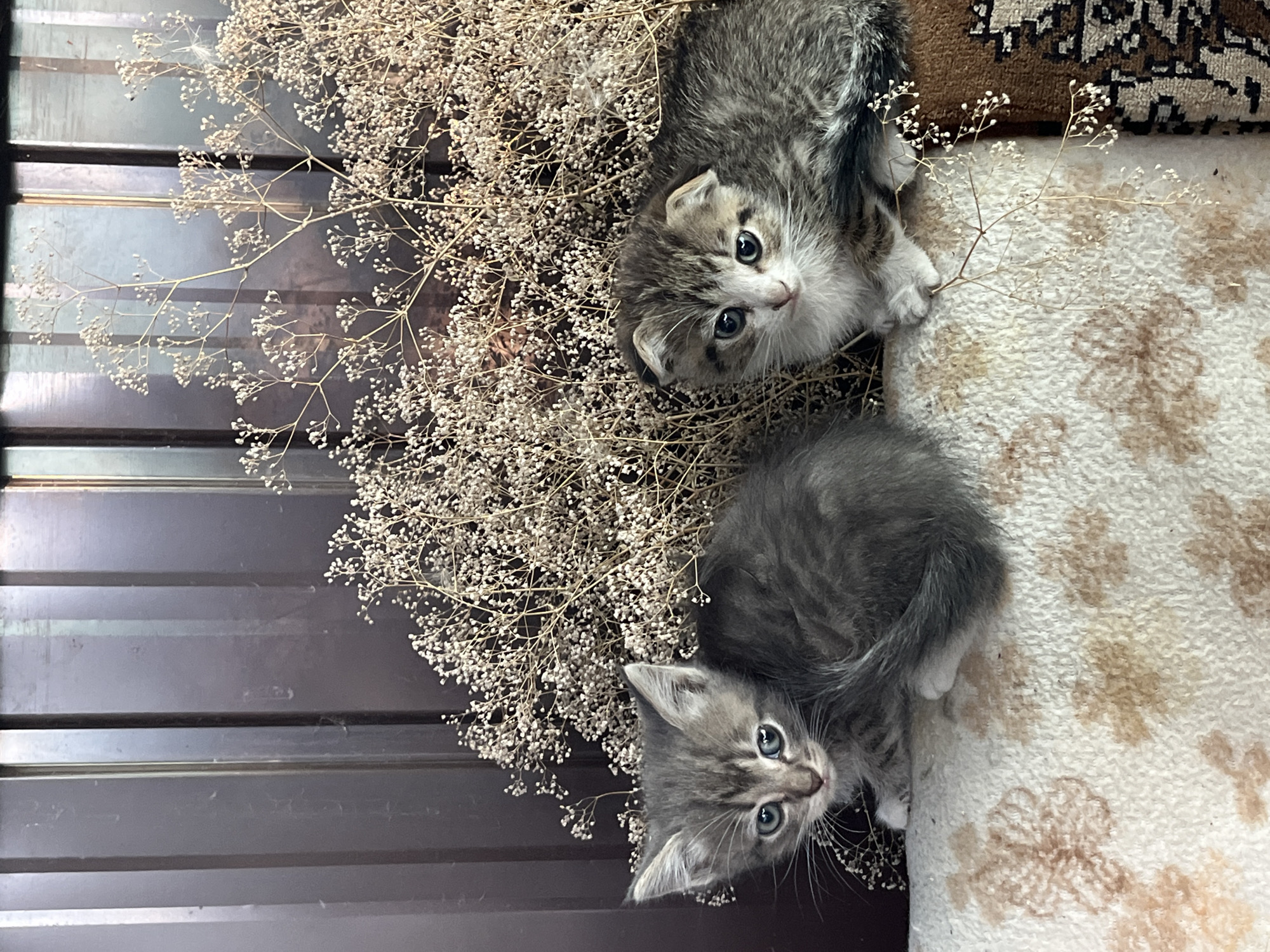 Two young kittens, one gray tabby and one brown and white tabby, are seated on a patterned cushion. The gray kitten is on the left, facing the viewer with its body slightly turned. The brown and white kitten is on the right, also facing the viewer. Behind the kittens is a large arrangement of dried, delicate white flowers and branches. The background appears to be a dark, corrugated metal surface. The scene is lit by natural light, creating soft shadows.