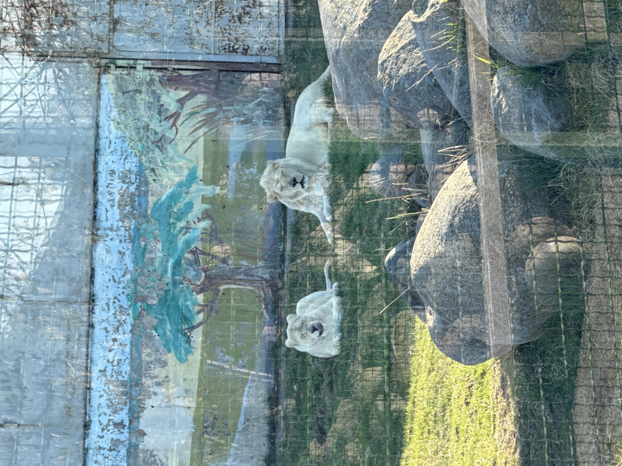 Two white lions are visible behind a fence in a habitat that includes grass and rocks. The image appears to be taken through a glass or plexiglass barrier, with a painted mural visible to the left. The mural depicts a landscape with trees. Rusanovo, Russia, is not directly identifiable within the image.