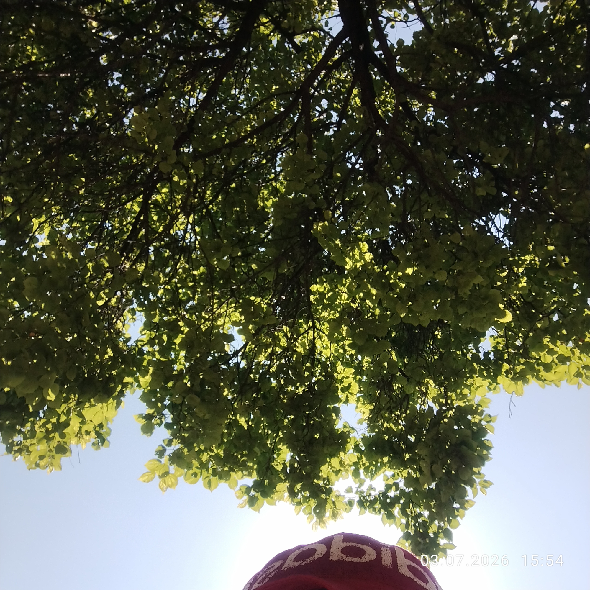 An upward-facing shot shows the leafy branches of a tree against a bright, clear blue sky. Sunlight filters through the dense foliage, creating a dappled effect. In the lower foreground, a portion of a person's head is visible, wearing a red hat or headscarf with white lettering that appears to spell "adidas". A timestamp in the bottom right corner reads "03.07.2026 15:54". The scene is likely outdoors in a park or natural setting within the city of Асан-Чек, Kyrgyzstan, given the context.