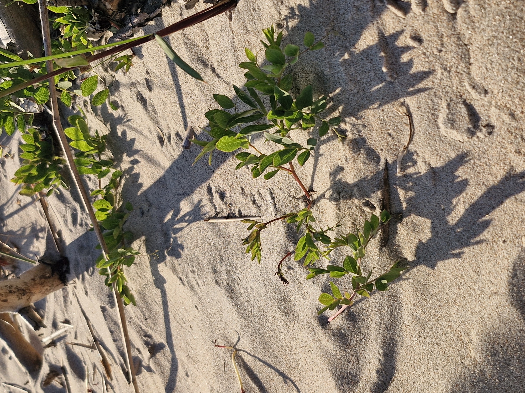 This is a close-up, eye-level photograph of a sandy dune in Karklė, Lithuania. The scene is dominated by light-colored sand, which shows subtle textures and undulations. Several small green plants with reddish stems are growing in the sand, their leaves casting distinct shadows. One prominent plant in the foreground has multiple branches and leaves. Scattered across the sand are dry twigs and blades of grass. A larger, rough-textured piece of driftwood or bark is visible in the upper right corner, with another piece partially visible in the upper left. The lighting suggests it is daytime, with the sun casting long, sharp shadows from the plants and debris. There are no people or animals present in the image.