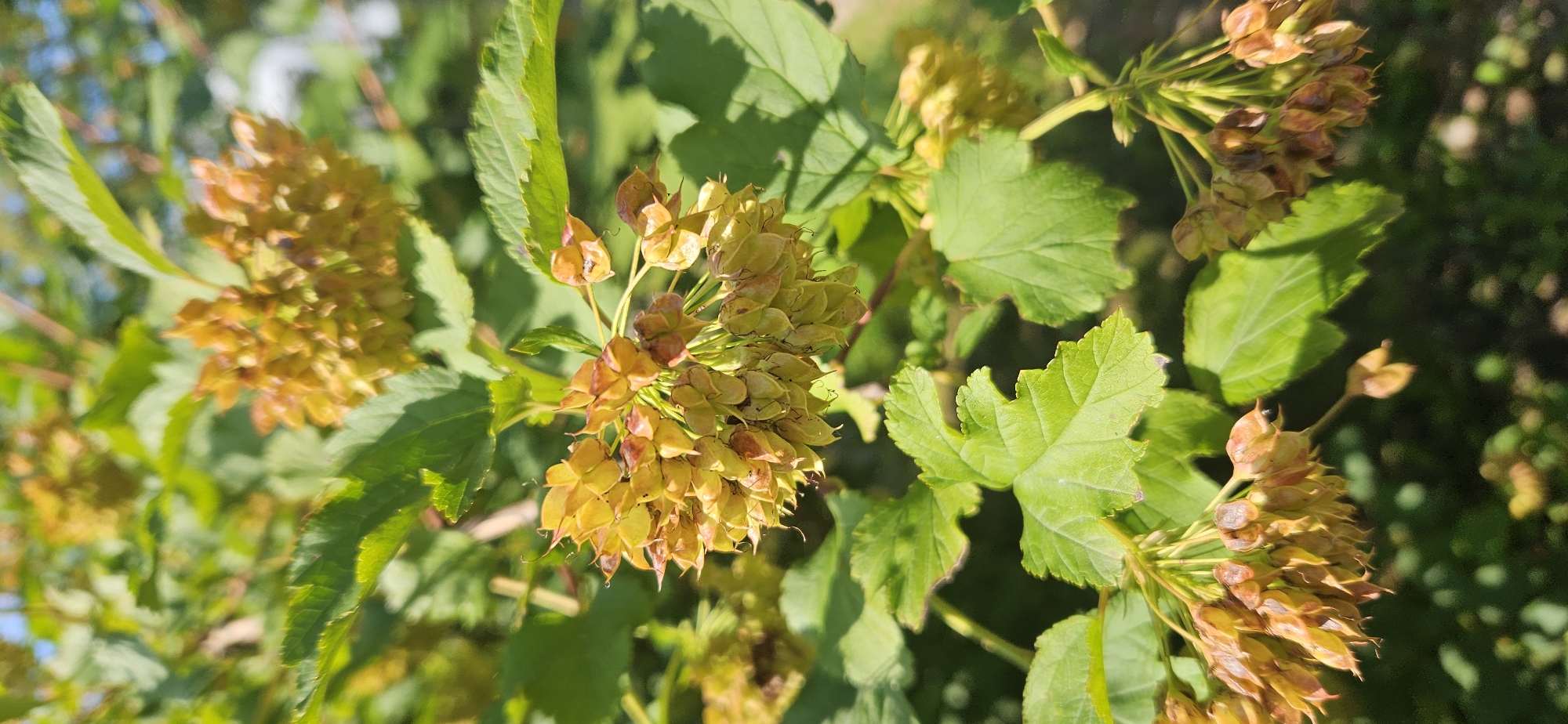 This is a vertical, close-up, outdoor photograph taken in Vitsebsk, Belarus. The image focuses on a branch of a plant with clusters of small, dried, papery seed pods that are a light brown and yellow color. These seed pods hang in drooping clusters from thin stems, some appearing like small lanterns with thin tails. Interspersed among the seed pods are vibrant green, lobed leaves with serrated edges. The leaves are slightly out of focus in some areas, but the texture and veins are visible. The background consists of more greenery and out-of-focus foliage, suggesting a natural setting like a park or garden. Sunlight filters through the leaves, creating highlights and shadows. No people or animals are visible in the frame.