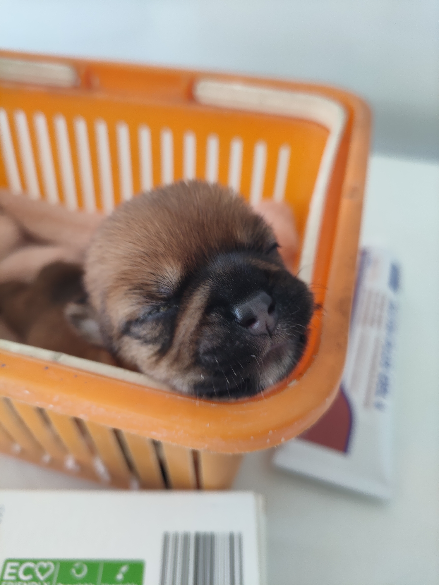 In Phu Thuy Ward, Vietnam, a newborn puppy, appearing to be a French Bulldog due to its short snout and flat face, is nestled inside an orange plastic basket. The puppy's fur is a light brown with darker brown markings around its face. Its eyes are closed, indicating it is asleep. The basket has a slatted design, with visible white slats. The background is a light, neutral color, suggesting an indoor setting, possibly a home or a place of care for the animal. There are no people visible in the image.