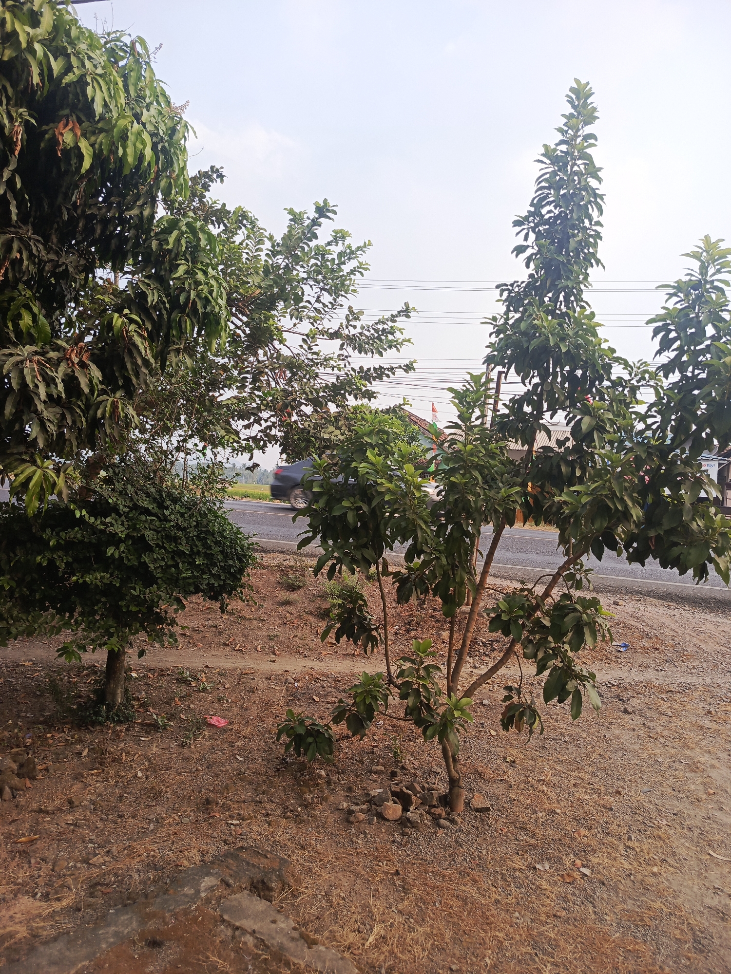 A side-view, eye-level medium shot captures an outdoor scene on a clear day, likely in Karangsari, Indonesia, with a focus on vegetation and a paved road. In the foreground, dry, brownish soil is scattered with fallen leaves and small stones, leading to a concrete structure on the lower left. To the left of the frame, a large, leafy tree with dark green foliage dominates the space. Beside it, a smaller, denser bush with lighter green leaves grows.
In the mid-ground, a slender young tree with multiple branches and sparse, vibrant green leaves stands prominently. Further to the right, another tree with similar foliage can be seen. A paved road runs horizontally across the mid-ground, with a dark-colored vehicle blurred by motion on the left side. Beyond the road, a flat landscape stretches out, possibly agricultural fields, with a few buildings and utility poles visible in the distance. The sky above is bright and overcast, with faint power lines crossing the upper portion of the image.