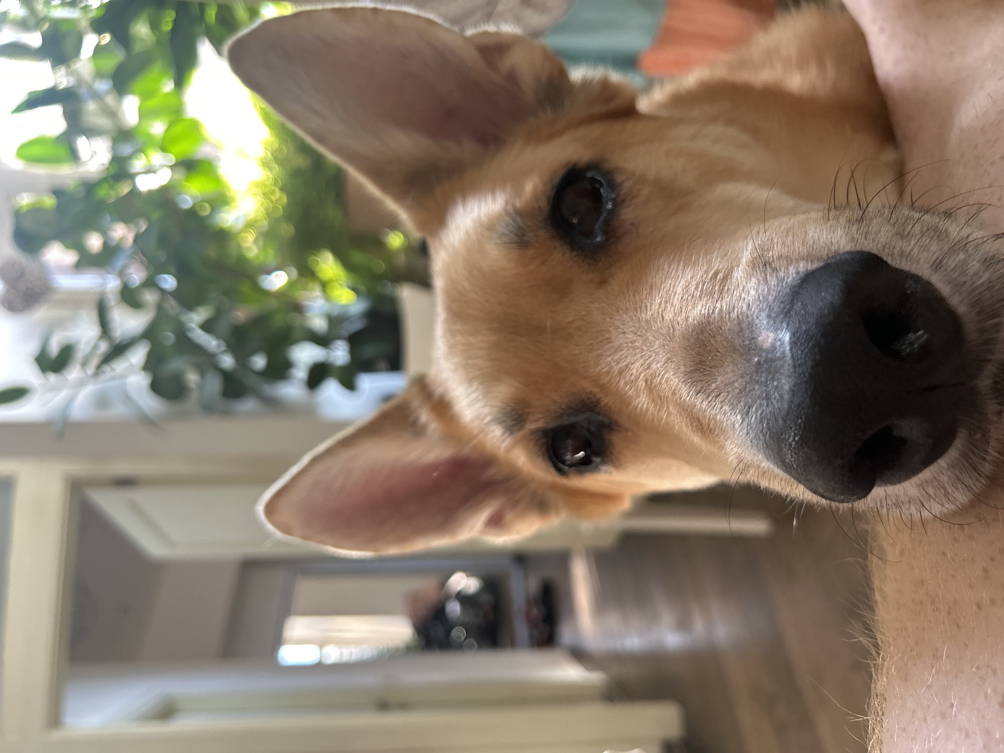 A close-up, eye-level shot of a medium-sized, tan-colored dog's face is captured from a low angle. The dog is positioned in the foreground, with its snout, nose, and parts of its ears and eyes visible. The dog's fur is a warm tan with darker brown markings around its eyes. The background is blurred, but appears to be an indoor setting with a hallway leading to an open doorway. Plants are visible in the upper right corner, suggesting a home environment. The lighting is natural, with sunlight streaming in from the background. The overall impression is one of an intimate moment with a pet, likely in a residential area of Vilnius, Lithuania, given the architecture and style of the interior.
