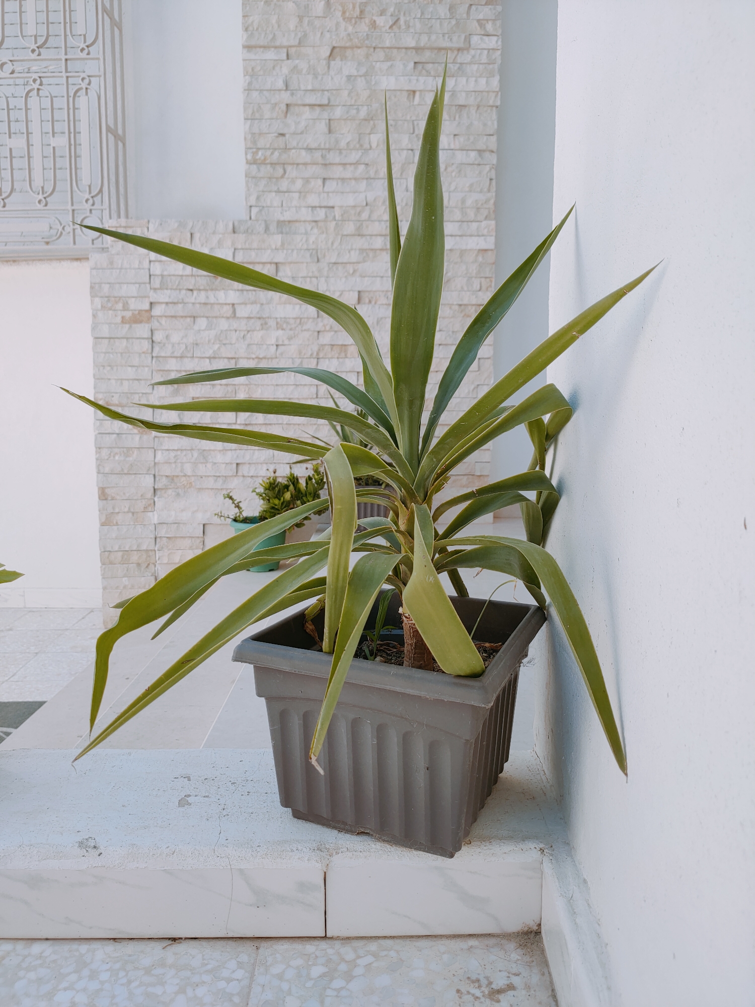 In Ariana, Tunisia, a potted yucca plant with long, sword-shaped leaves sits on a white ledge, leaning against a white stucco wall. Behind the yucca, a textured light-colored brick wall serves as a backdrop, with a white decorative metal gate visible on the left. Another smaller potted plant with green foliage can be seen behind the yucca. The ledge is made of white marble and concrete, with some visible cracks and discoloration. The floor is tiled with a speckled pattern. The scene appears to be an outdoor setting, possibly a patio or entryway.