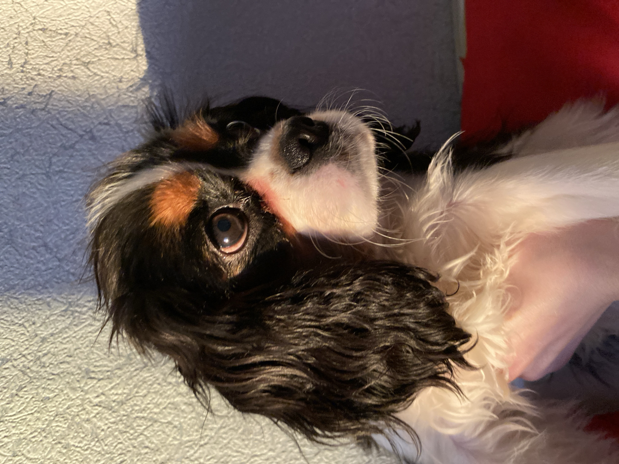 A close-up, portrait-style shot captures a tri-color dog, likely a Cavalier King Charles Spaniel or similar breed, primarily black and white with striking tan-brown patches around its eyes and ears. The dog is positioned on its side, looking upwards and slightly to the right with large, attentive dark eyes, one of which prominently reflects light. Its long, wavy, dark fur is visible around its head and ears, appearing somewhat damp or disheveled. The dog's white muzzle is visible, featuring a wet black nose and fine whiskers.
A human hand, light-skinned, is partially visible in the lower right corner, gently cradling or holding the dog, suggesting an intimate interaction. The background features a textured, light-colored surface, possibly a blanket or soft furnishing, which is brightly lit on the left side, casting soft shadows. A solid red object, likely another piece of fabric or furniture, is visible in the upper right background. The lighting suggests an indoor setting, possibly with natural light streaming in from the left, creating highlights and shadows that add depth to the scene. The overall impression is one of a beloved pet being affectionately held, displaying curiosity or contentment. No text is visible in the image.