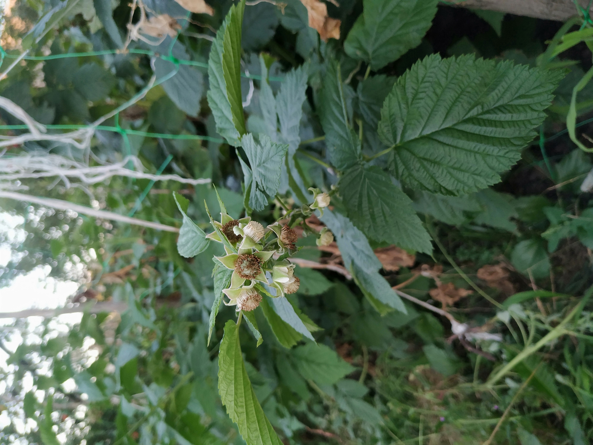 An outdoor, eye-level, medium shot captures a cluster of nascent raspberries and their surrounding foliage. The raspberries are small and green, with delicate white petals still attached to some of them. They grow in a cluster on a branch, surrounded by large, serrated green leaves. A thin white string and a green mesh netting are visible in the background, suggesting the plants are being supported or trained. The overall impression is one of early-stage growth in a garden setting, with soft focus on the background elements.