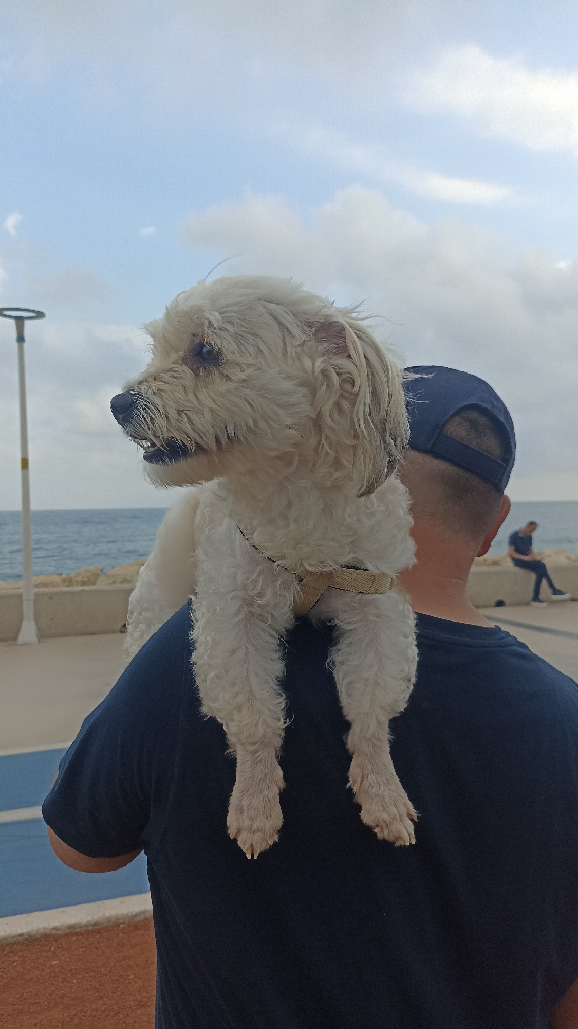 A tan and white small dog with a tan harness sits on the shoulders of a person wearing a navy t-shirt and navy baseball cap. The dog is looking toward the left of the frame. In the background, a person is sitting on a concrete ledge, looking out over the ocean. A lamppost is also visible on the left side of the frame. The background shows the ocean and sky, suggesting an outdoor setting along the coast.