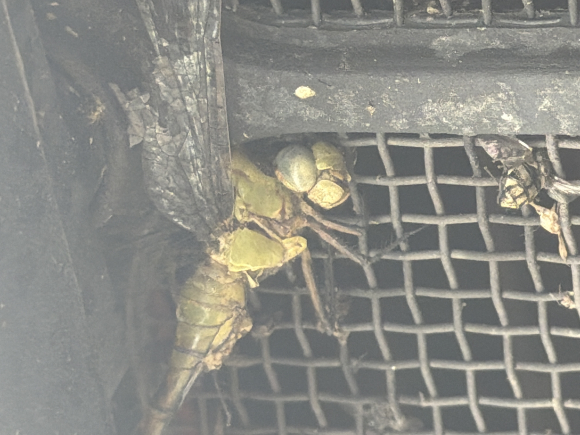 The image shows a close-up view of a dead dragonfly clinging to a dark, gridded surface. The dragonfly is primarily green and brown, with visible wings and body segments. The gridded surface appears to be a metal mesh, possibly part of a ventilation grate or screen. The background is dark and out of focus, with some debris visible on the mesh. The image does not provide any information about the location within Murfreesboro, United States of America, as it is a close-up of an insect and its immediate surroundings.