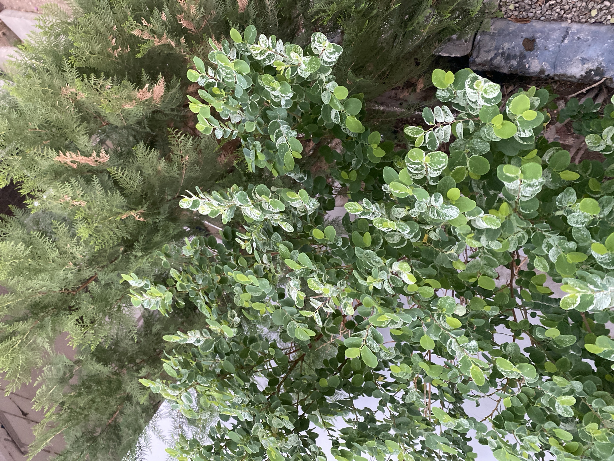 This is a top-down, eye-level shot of two plants: a cypress tree and a variegated shrub. The cypress tree, on the left, has feathery, green foliage with some dry, brown tips, suggesting it might be experiencing some stress or is a mix of older and newer growth. The variegated shrub on the right has round, glossy leaves that are predominantly green with irregular white markings. The leaves are densely packed on numerous branches, creating a full, bushy appearance. Some of the leaves appear to be a lighter, brighter green, indicating new growth.
The plants are outdoors, with hints of gravel and a dark, irregular-shaped object, possibly a rock or edging stone, visible in the upper right corner. The ground beneath appears to be covered in some kind of light-colored material, possibly a mulch or more gravel. The overall lighting suggests it might be a cloudy day or the plants are in a shaded area, as there are no harsh shadows. The image is taken in a natural setting, likely a garden or outdoor landscaping. No people or specific activities are depicted. There is no visible text in the image. The setting, with the specific plants and what appears to be landscaping elements, could be consistent with a location in Giginyu, Nigeria, which is known for its green spaces and gardens.