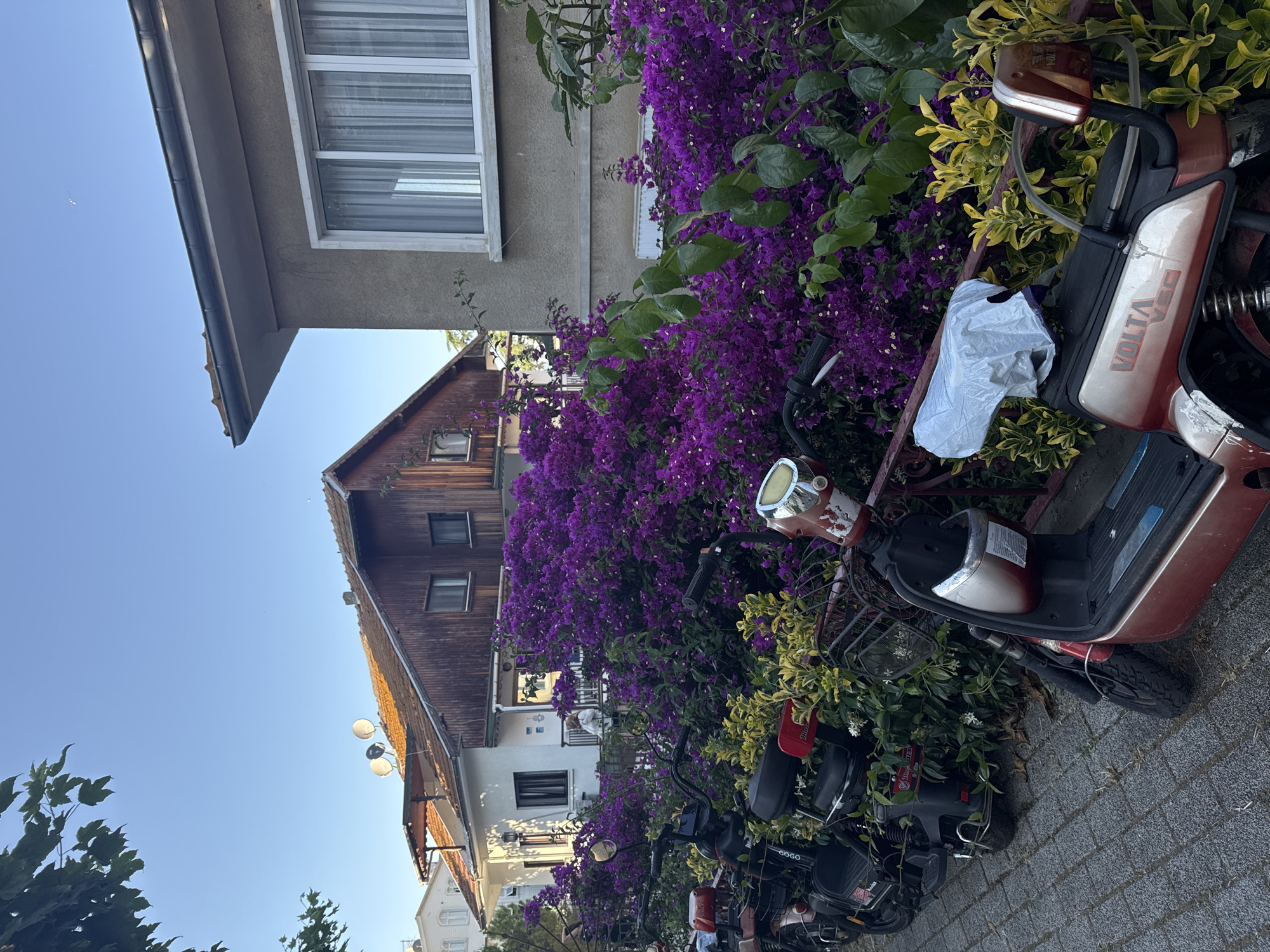 A sunlit, medium shot captures a residential street on the Prince Islands, Turkey, characterized by a paved walkway and a vibrant display of purple bougainvillea. In the foreground, a row of parked electric scooters, predominantly red and black, lines the walkway. The scooters feature various details like baskets, mirrors, and branding such as "VOLTA." Behind the scooters, dense purple bougainvillea bushes overflow, interspersed with yellow-green foliage. A person in a white top is partially visible in the background, standing on a balcony of a white house adorned with a wooden-paneled upper section and satellite dishes on the roof. Adjacent to this house is a light gray building with a large window. The scene is set against a clear blue sky, indicating a bright, warm day.