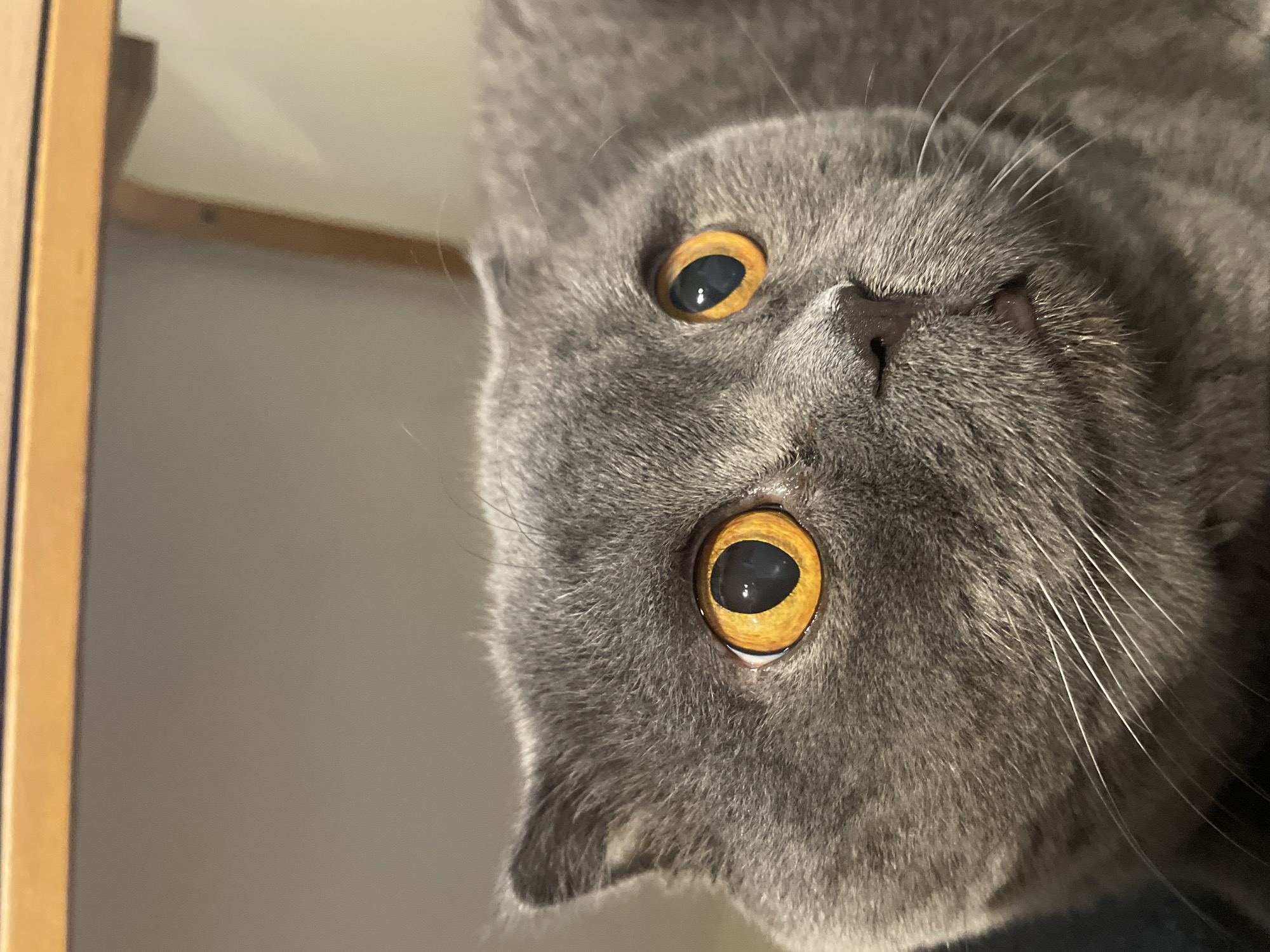 A close-up, eye-level shot captures the face of a grey Scottish Fold cat. The cat's large, expressive, orange eyes are wide open and looking slightly to the right. Its ears are folded down, a characteristic of the breed. The cat's fur is short and dense, with visible whiskers fanning out from its snout. A small, pink tongue is slightly visible. The background is out of focus, with a blurry beige wall and the edge of a wooden shelf visible at the top of the frame. The lighting is soft and appears to be coming from the front, illuminating the cat's face. The location is unknown, as is the city and country.