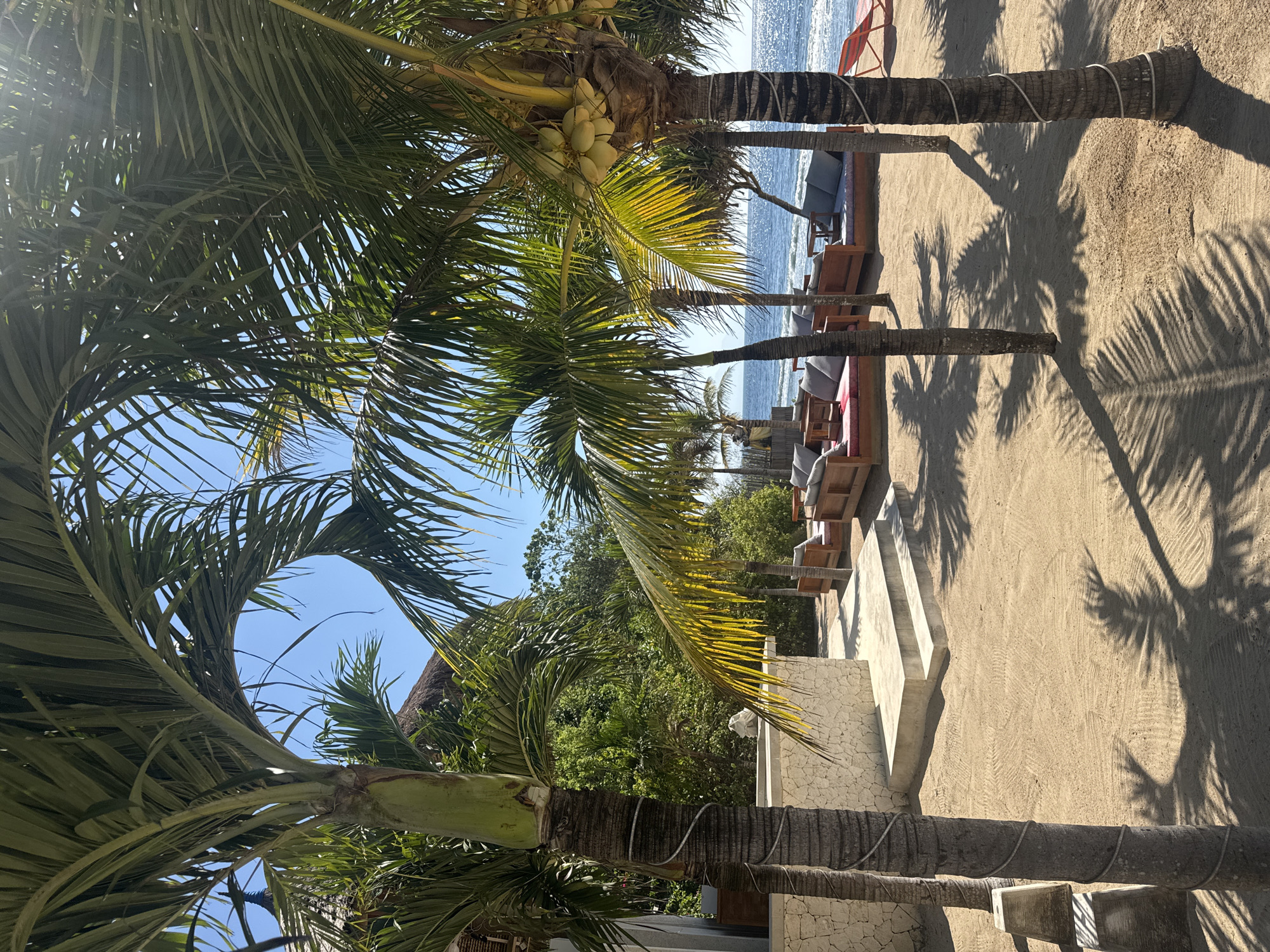 This image captures a sunlit beach resort scene, located on Nusa Penida, Indonesia, devoid of people. The foreground features raked light-brown sand, with prominent shadows cast by numerous palm trees, suggesting a high sun angle. Several palm tree trunks with patterned bark are visible, two on the left exhibiting white rope or cord spiraled around them. To the left, a low, light-colored stone-clad structure, possibly a bar or counter, is present, with two steps leading up to it from the sand.
In the midground, multiple wooden lounge daybeds, each fitted with light gray cushions and adjacent small wooden tables, are arranged on the sand, facing the ocean. These are interspersed among additional palm trees with green fronds; one tree on the right side of the frame visibly bears a cluster of green coconuts.
The background displays a calm, blue ocean with sunlit reflections on its surface, meeting a clear horizon. Beyond the immediate beach area, dense green tropical vegetation forms a backdrop. A portion of a thatched roof structure is discernible amidst the foliage on the upper left. A single red beach lounge chair is partially visible on the far right, positioned near the water's edge. The sky is uniformly clear and bright blue.