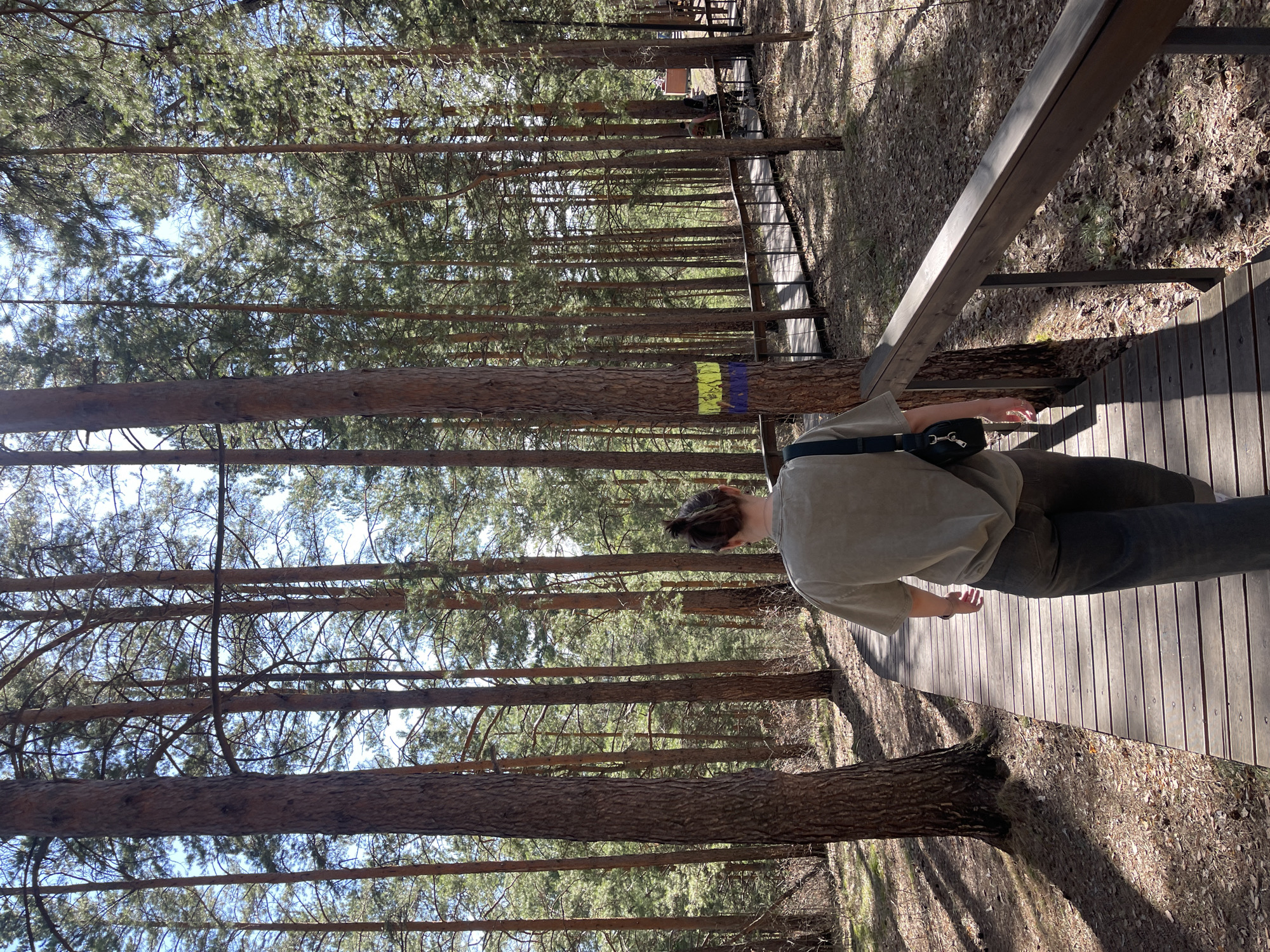 A person stands on a wooden walkway in a forest. The walkway is elevated and has a wooden railing. Trees surround the walkway, and some have colored markings. The location is Krasnoyarsk, Russia. The person is wearing a light-colored shirt, dark pants, and a black fanny pack. They are facing away from the camera.