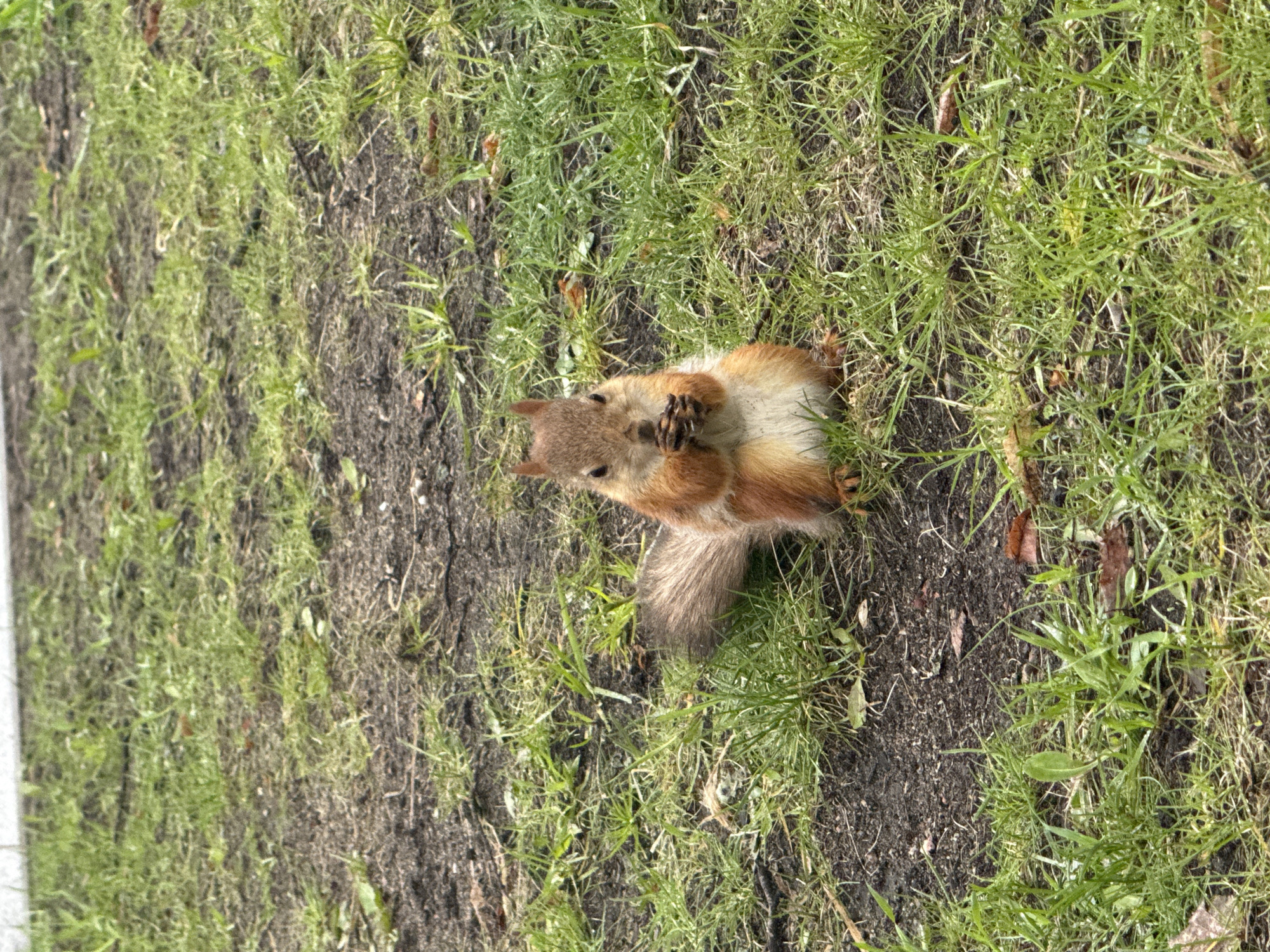 A squirrel sits on the ground, a mixture of grass and dirt, likely in a park or garden in Saint Petersburg, Russia. The squirrel is brown and tan with a bushy tail. It sits upright with its paws held in front of its chest. The surrounding area has patches of green grass interspersed with bare dirt. The overall scene is naturalistic and indicative of an outdoor environment.